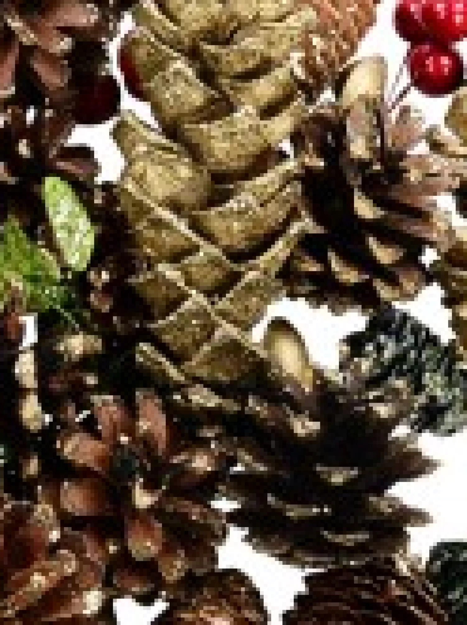 Christmas Warehouse Pine Cones, Stars, Berries & Leaves Assorted Christmas Decoration Mix - 300G> Natural Christmas Decorations