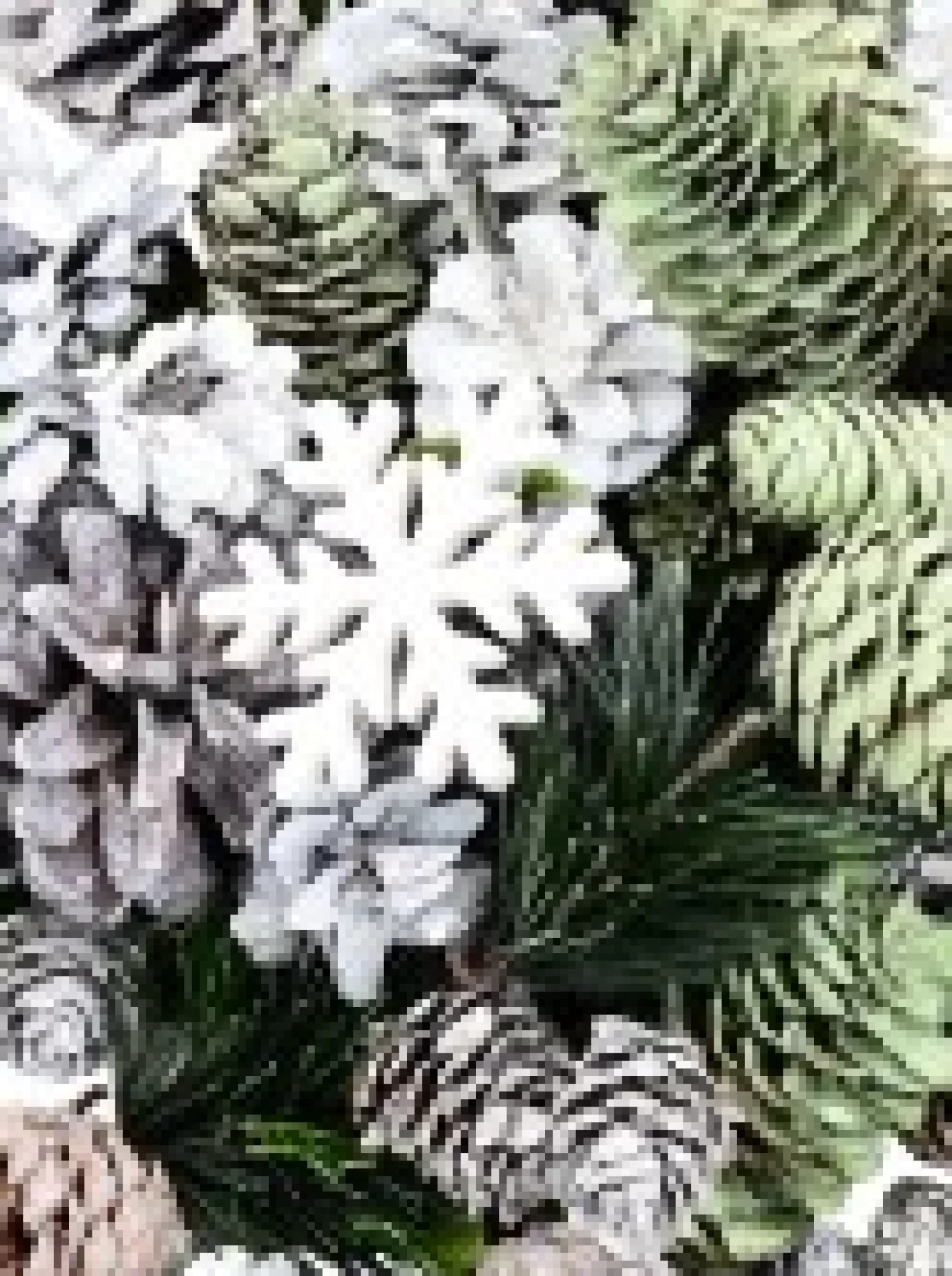 Christmas Warehouse Pine Cones With Snowflakes, Berries & Bells Christmas Decoration Mix - 350G> Natural Christmas Decorations