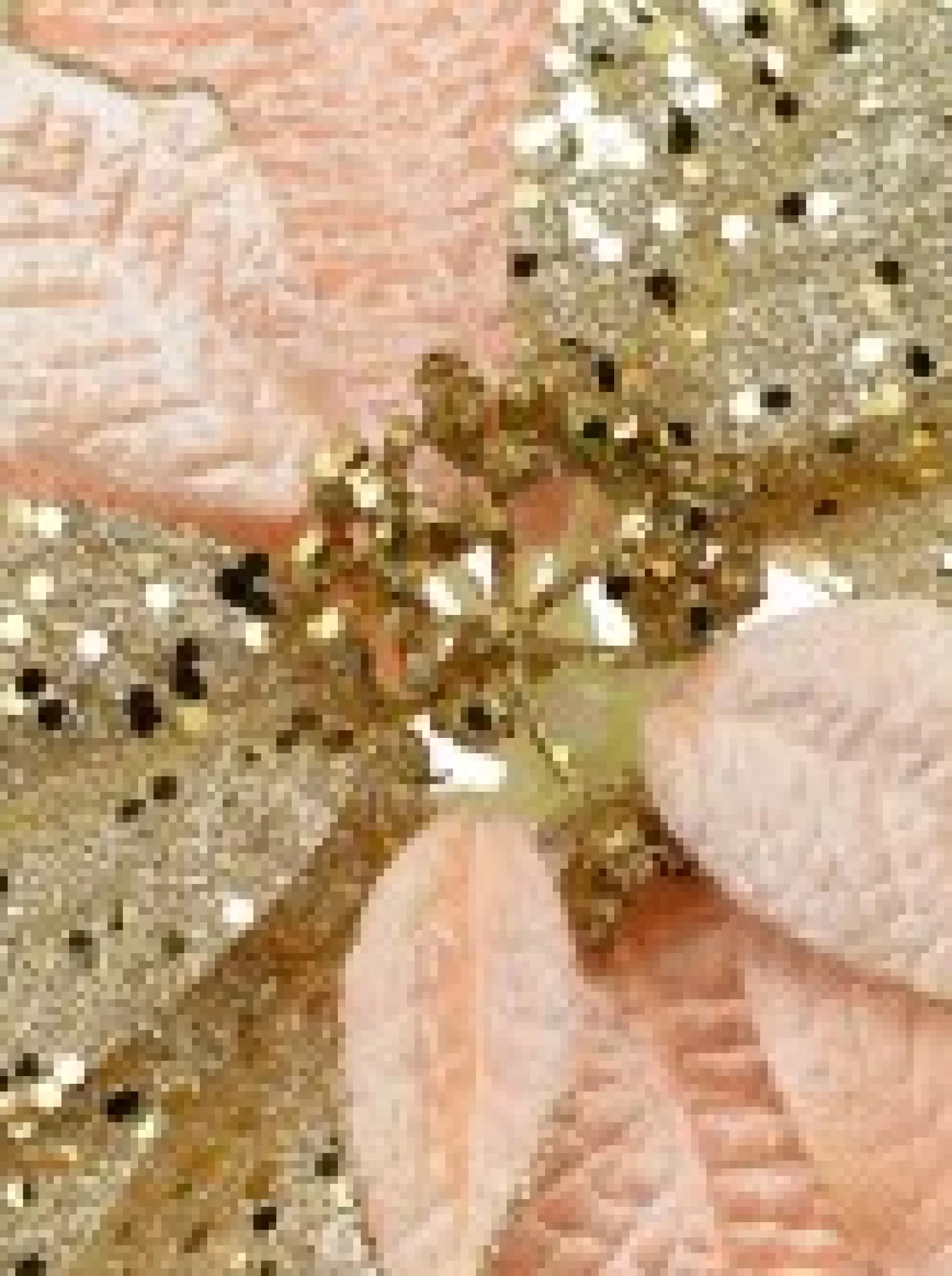 Christmas Warehouse Pink & Gold Two Petal Style Poinsettia Decorative Christmas Flower Pick - 28Cm> Christmas Picks