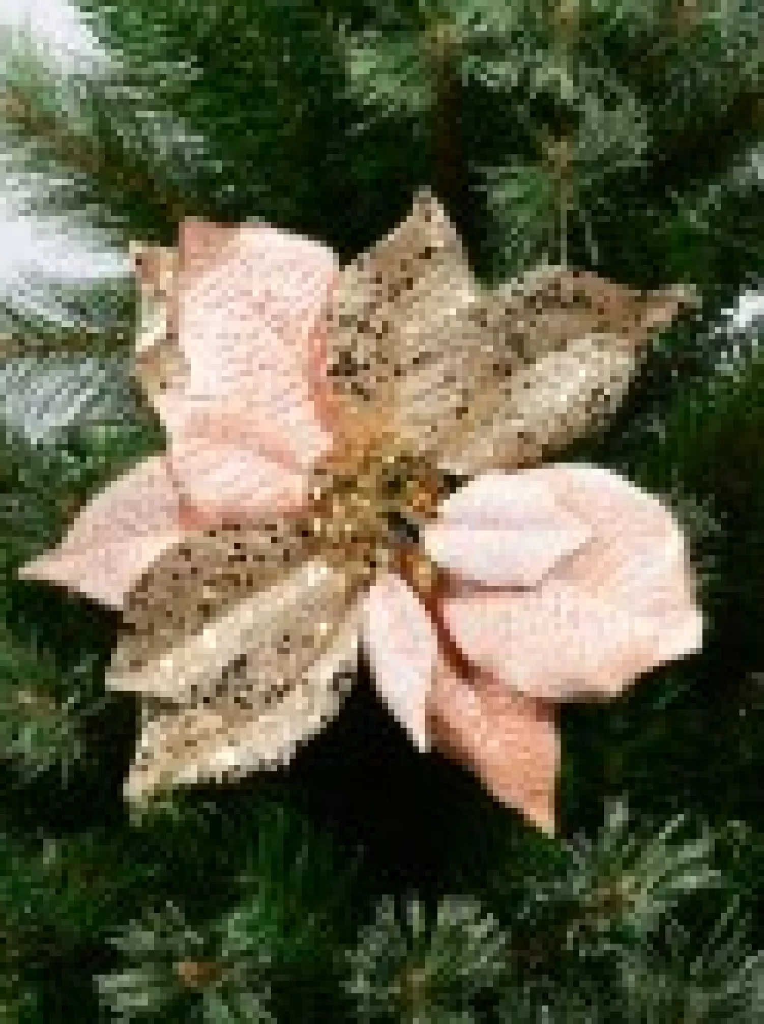Christmas Warehouse Pink & Gold Two Petal Style Poinsettia Decorative Christmas Flower Pick - 28Cm> Christmas Picks