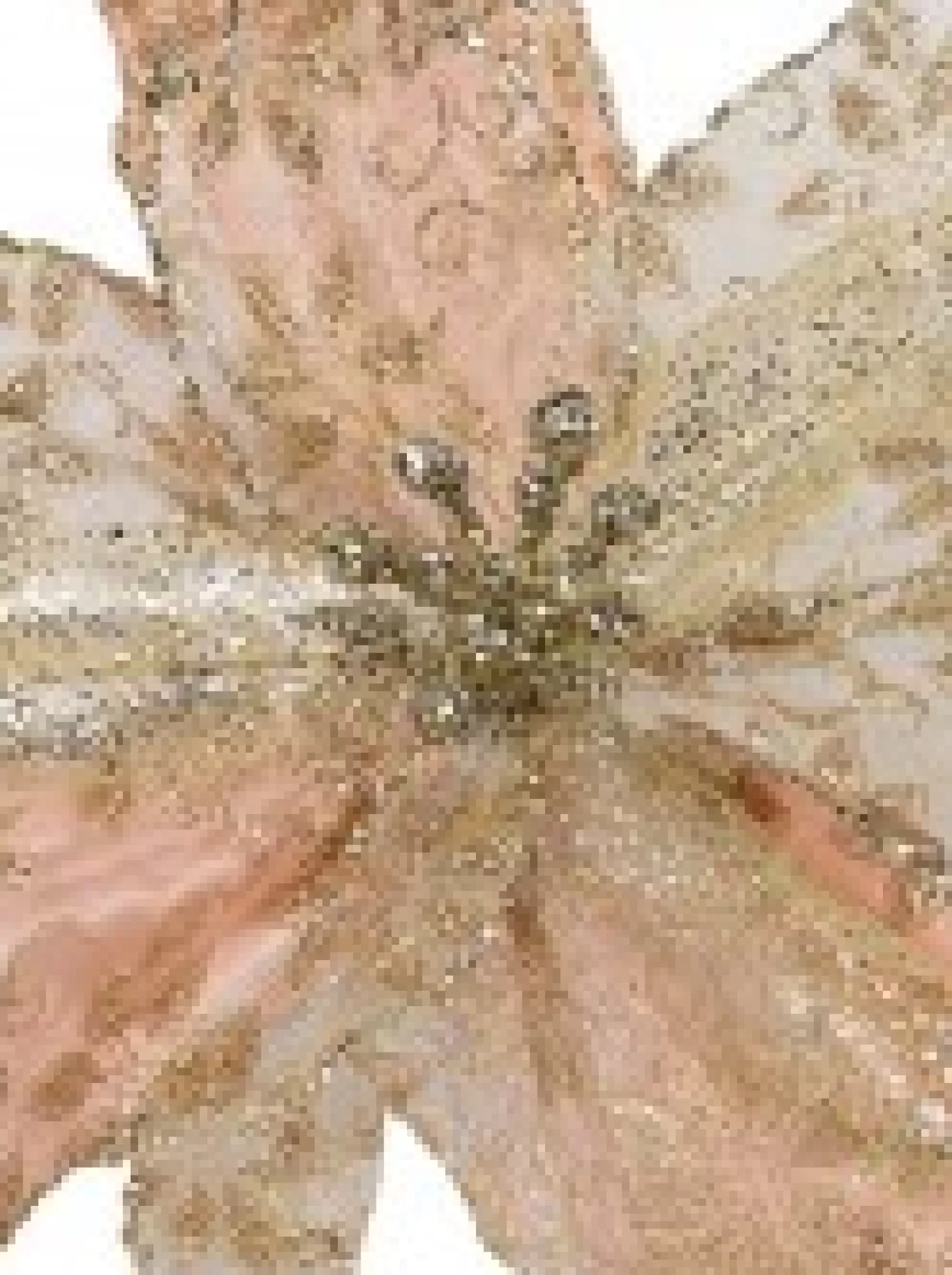 Christmas Warehouse Pink Glittered Mesh & Fabric Leaf Poinsettia Christmas Flower Pick - 23Cm> Christmas Picks