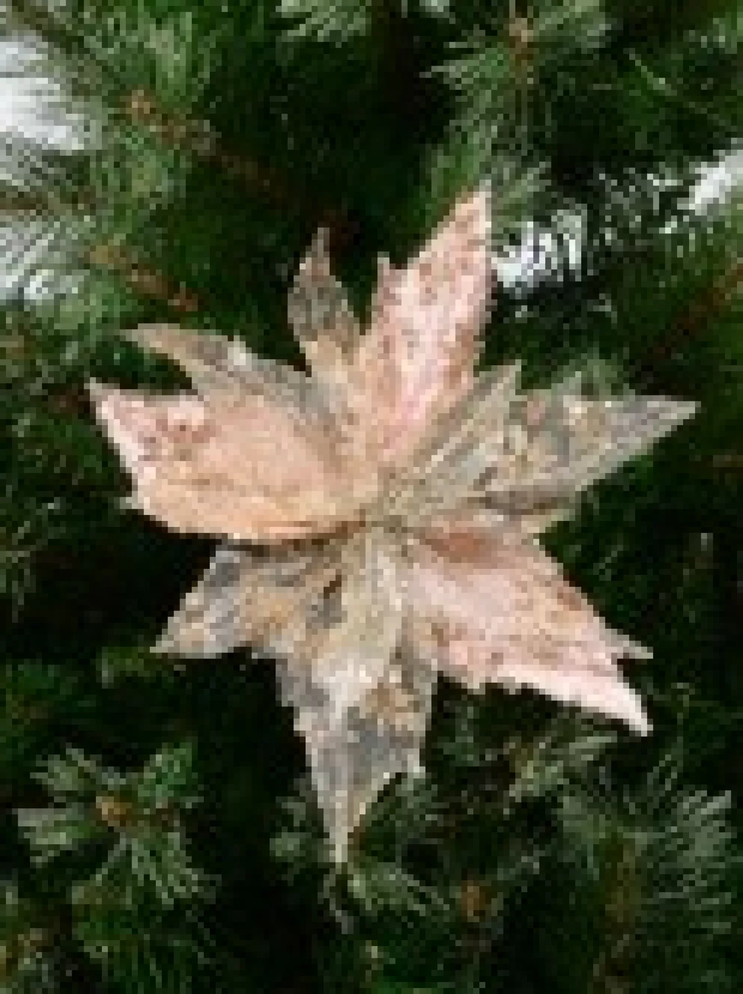 Christmas Warehouse Pink Glittered Mesh & Fabric Leaf Poinsettia Christmas Flower Pick - 23Cm> Christmas Picks