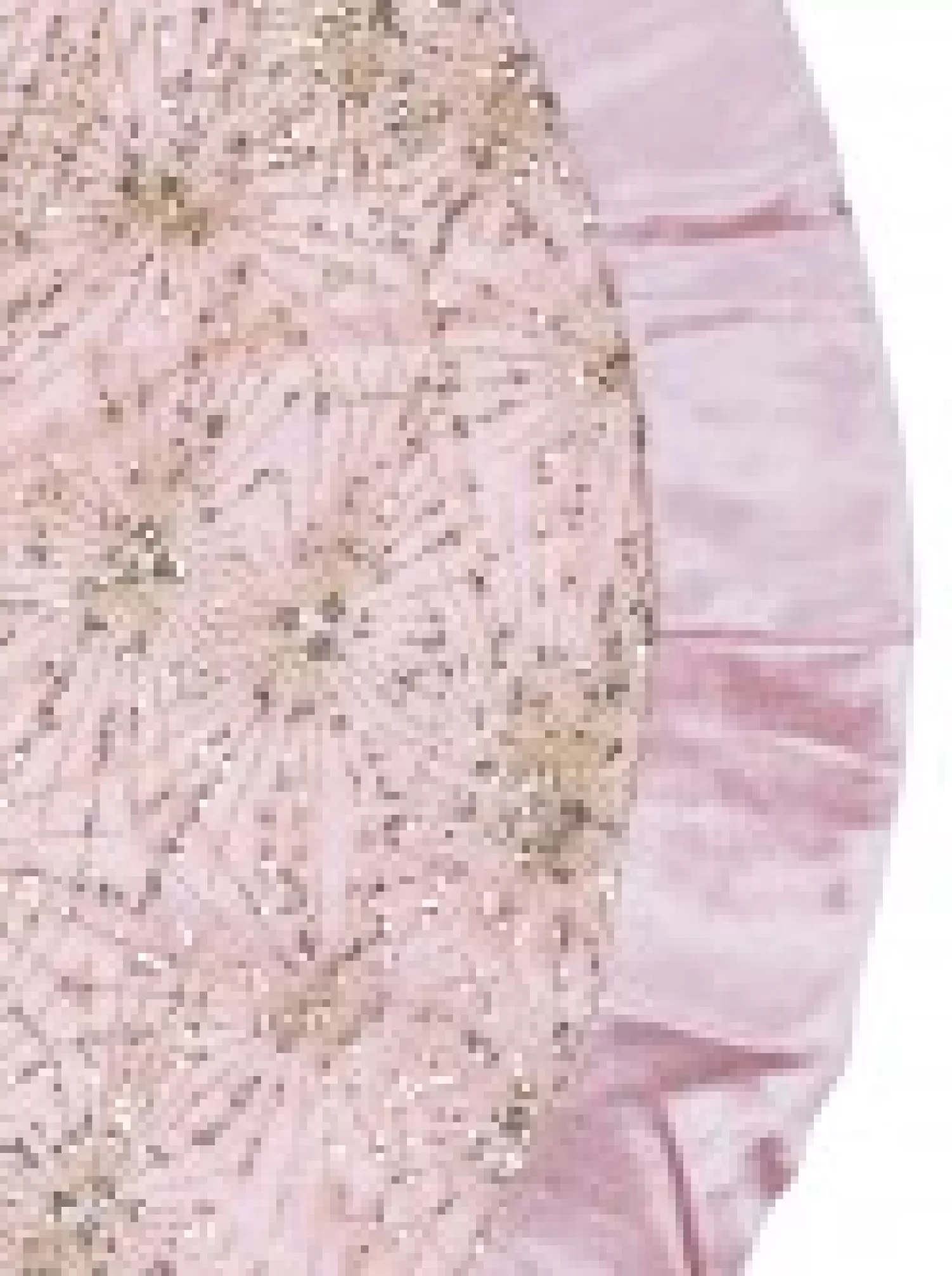 Christmas Warehouse Pink With Gold Sequin Starburst Pattern Christmas Tree Skirt - 1.2M> Tree Skirts