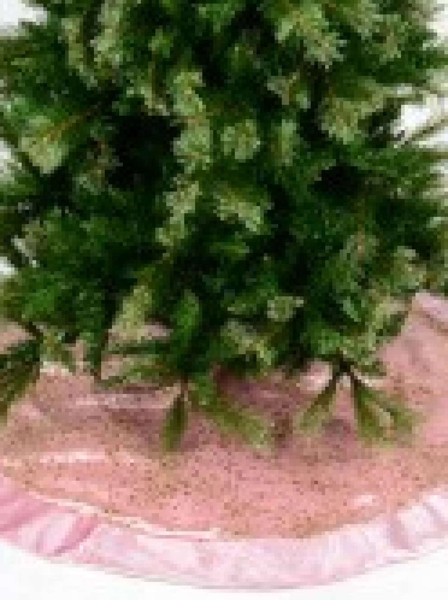 Christmas Warehouse Pink With Gold Sequin Starburst Pattern Christmas Tree Skirt - 1.2M> Tree Skirts