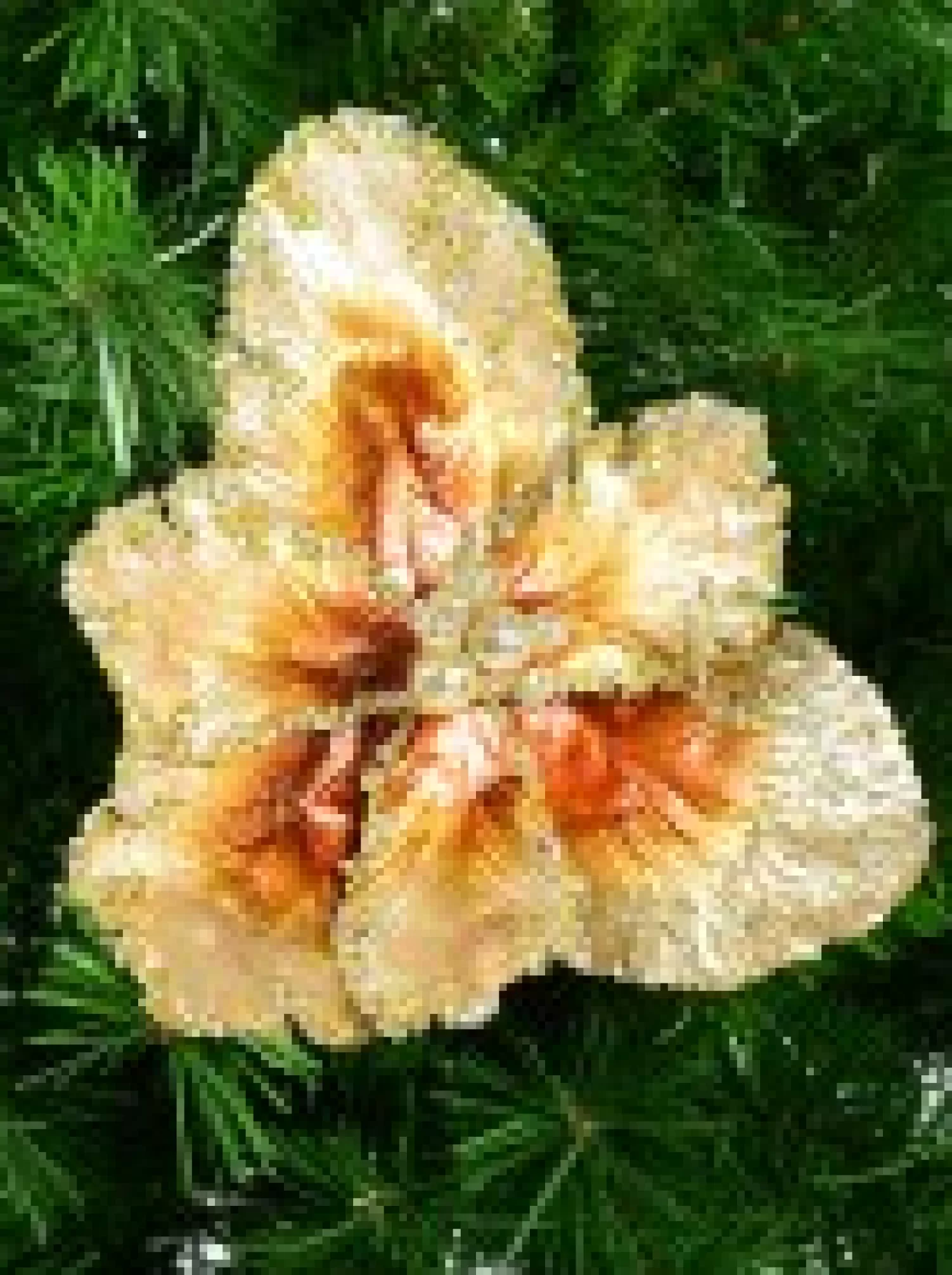 Christmas Warehouse Platinum & Brown With Sequins Tulip Decorative Christmas Flower Pick - 20Cm> Christmas Picks