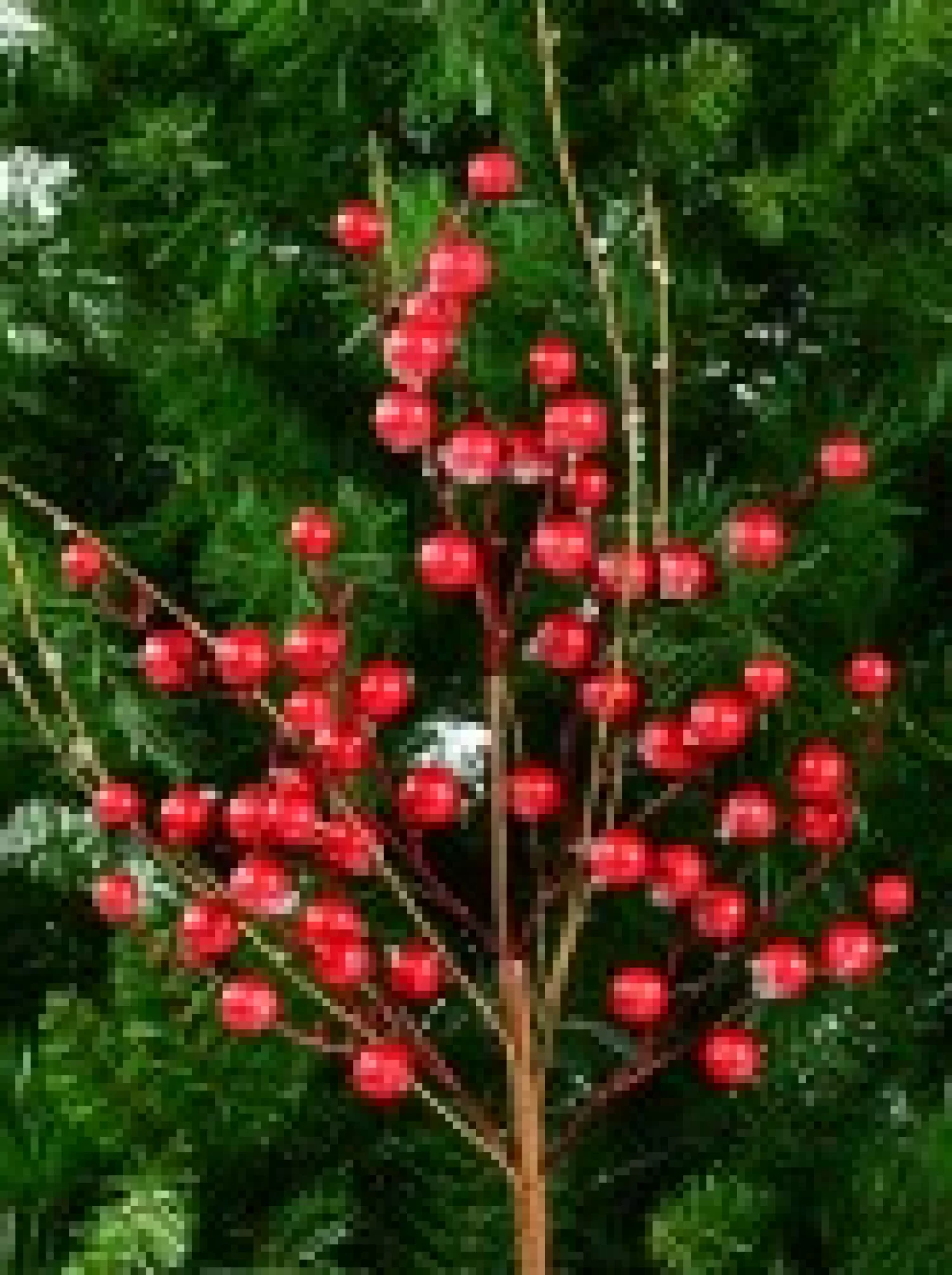 Christmas Warehouse Red Berry & Branches With Frost Look Decorative Christmas Spray Stem - 68Cm> Christmas Stems