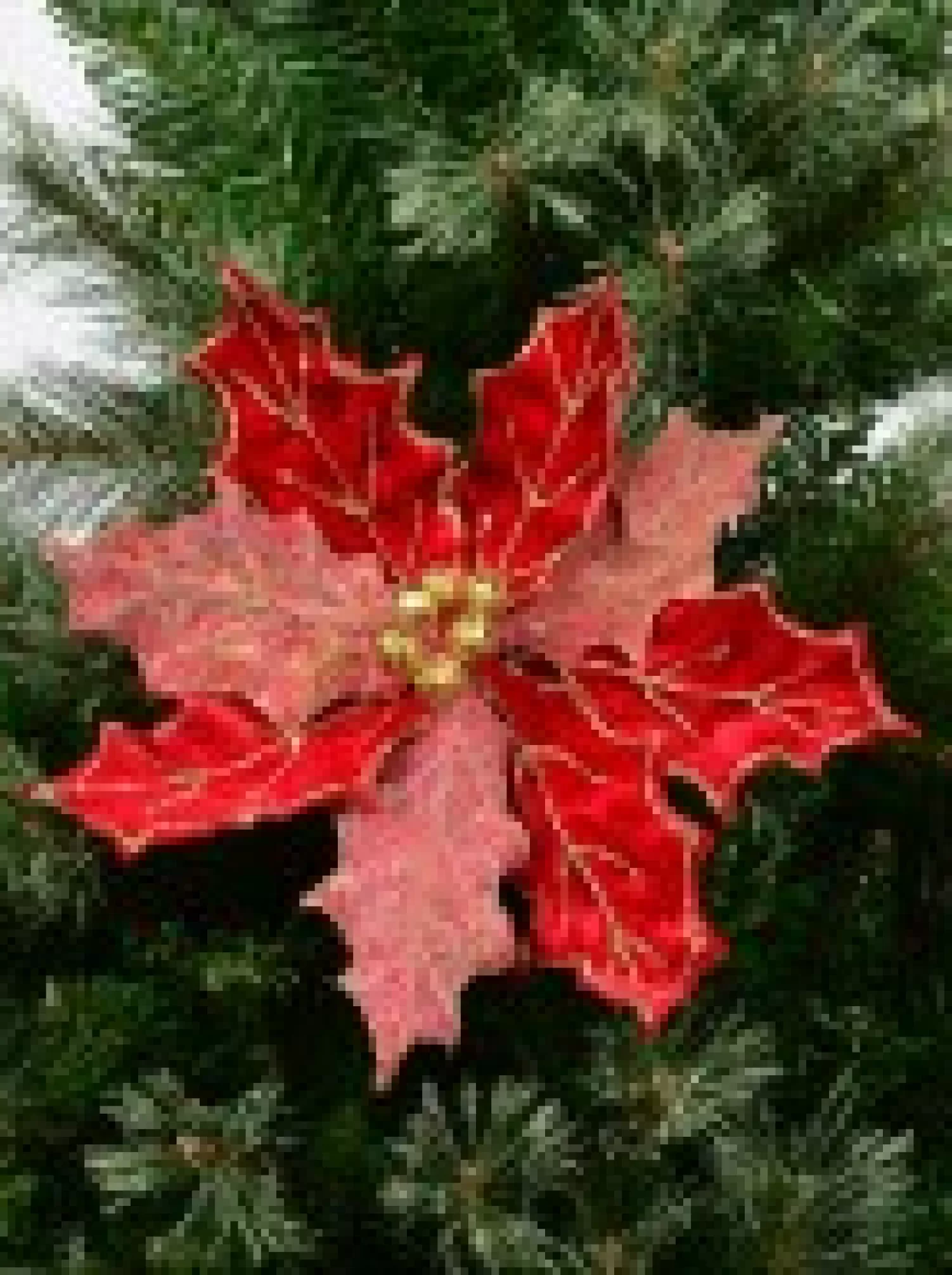 Christmas Warehouse Red Glitter Felt Two Petal Style Poinsettia Christmas Flower Pick - 28Cm> Christmas Picks