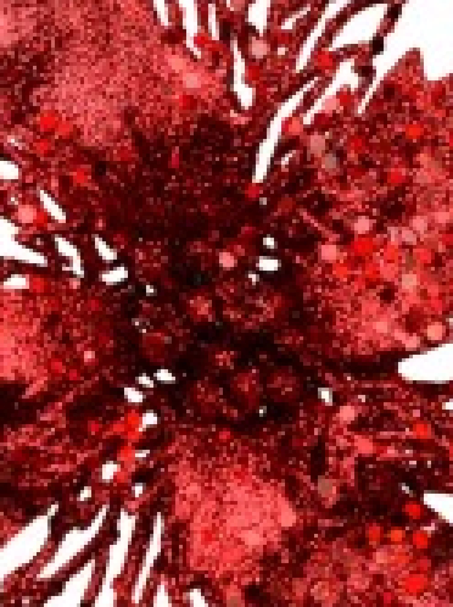 Christmas Warehouse Red Glitter Petal & Leaf Poinsettia Decorative Christmas Flower Pick - 18Cm> Christmas Picks