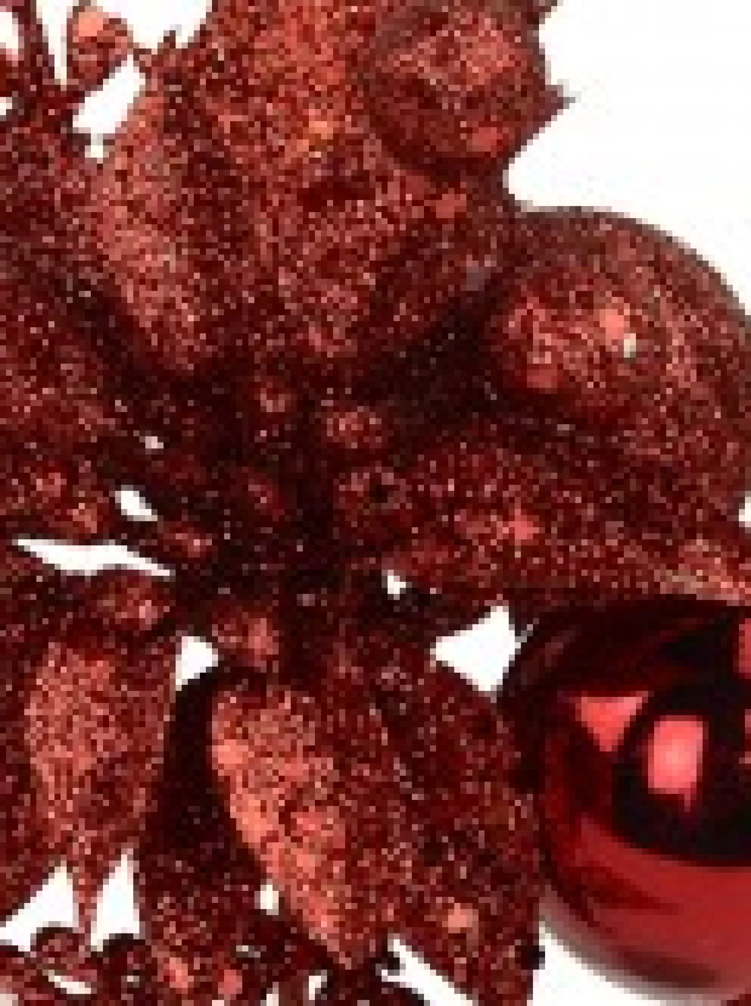 Christmas Warehouse Red Glitter Poinsettia & Holly Leaf Decorative Christmas Flower Pick - 15Cm> Christmas Picks