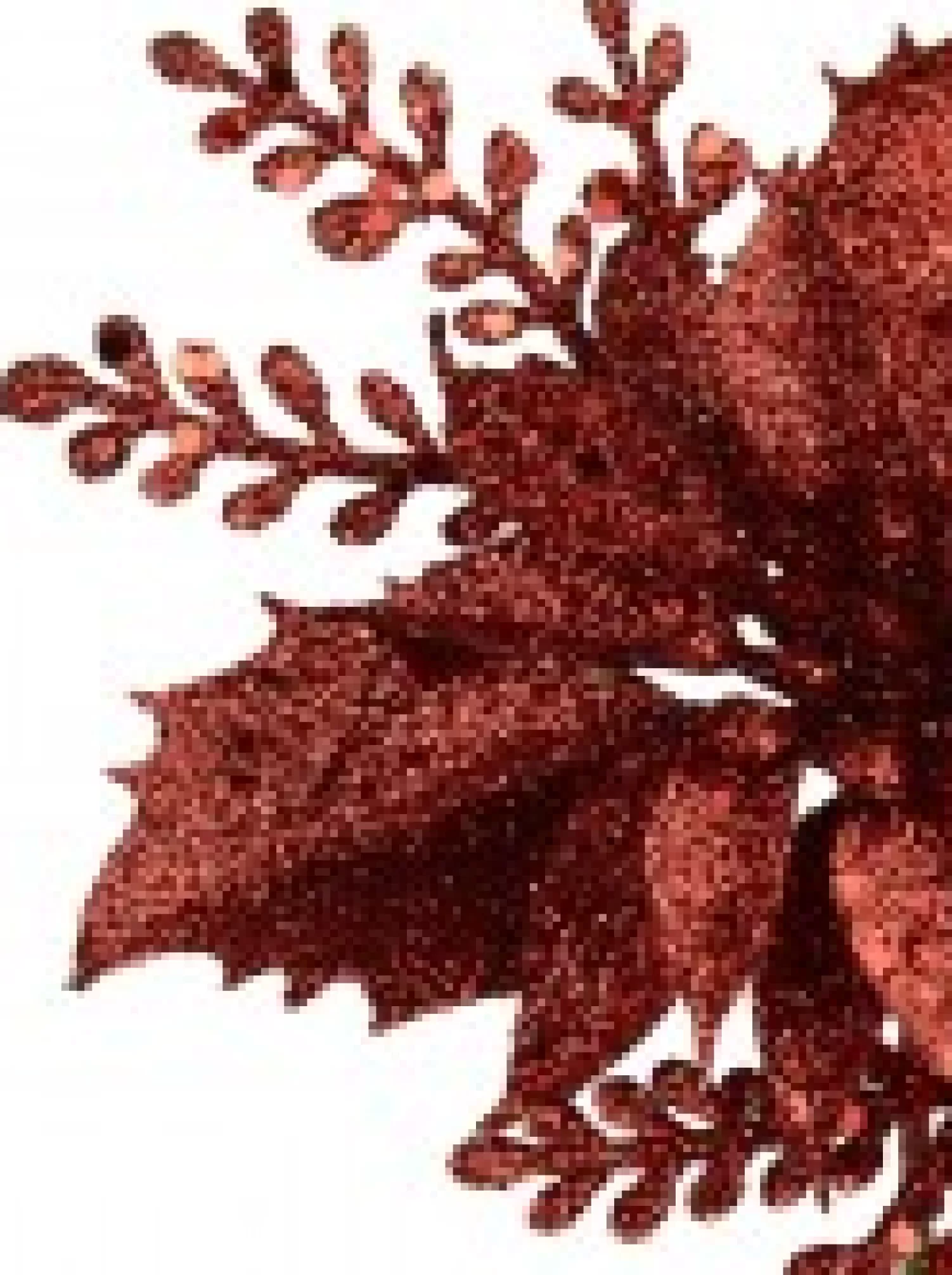 Christmas Warehouse Red Glitter Poinsettia & Holly Leaf Decorative Christmas Flower Pick - 15Cm> Christmas Picks