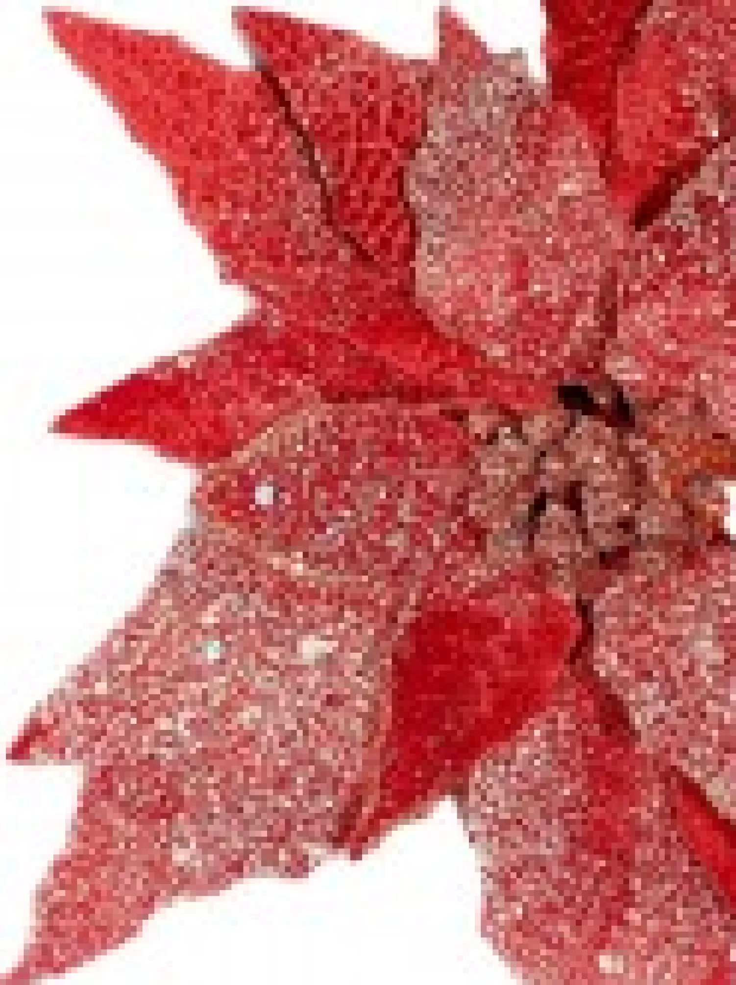 Christmas Warehouse Red Glittered Velvet Poinsettia Decorative Christmas Flower Pick - 28Cm> Christmas Picks