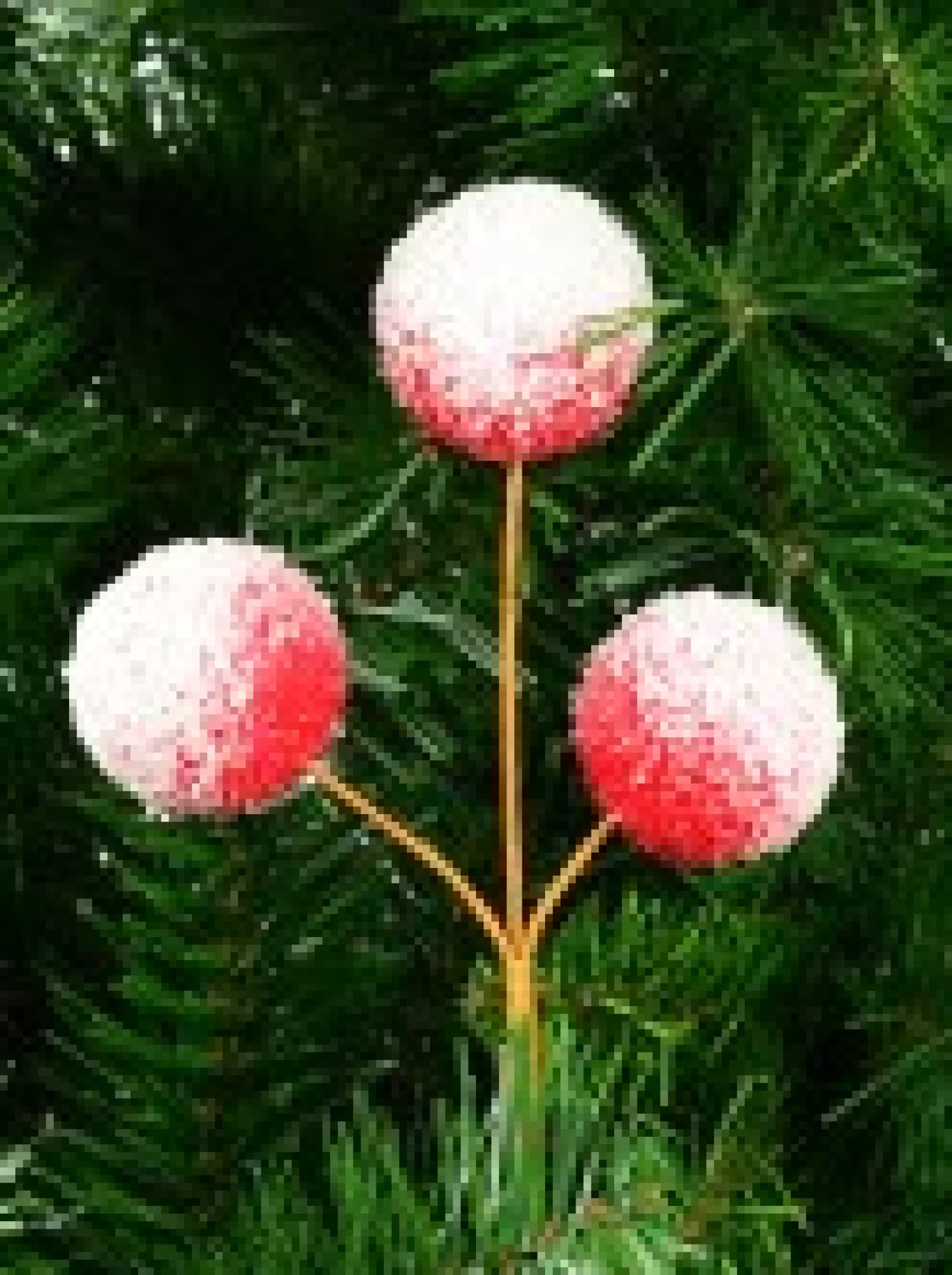 Christmas Warehouse Red With White Frost Pom Pom Snowballs Christmas Spray Pick - 24Cm> Christmas Picks