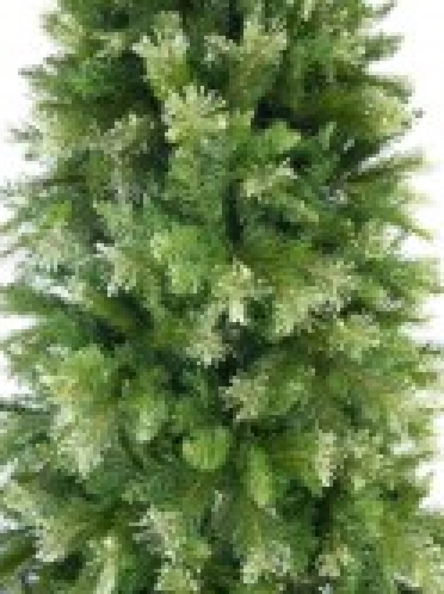 Christmas Warehouse Rocky Mountain Fir Traditional Christmas Tree With 1694 Tips - 2.3M> Traditional Christmas Trees