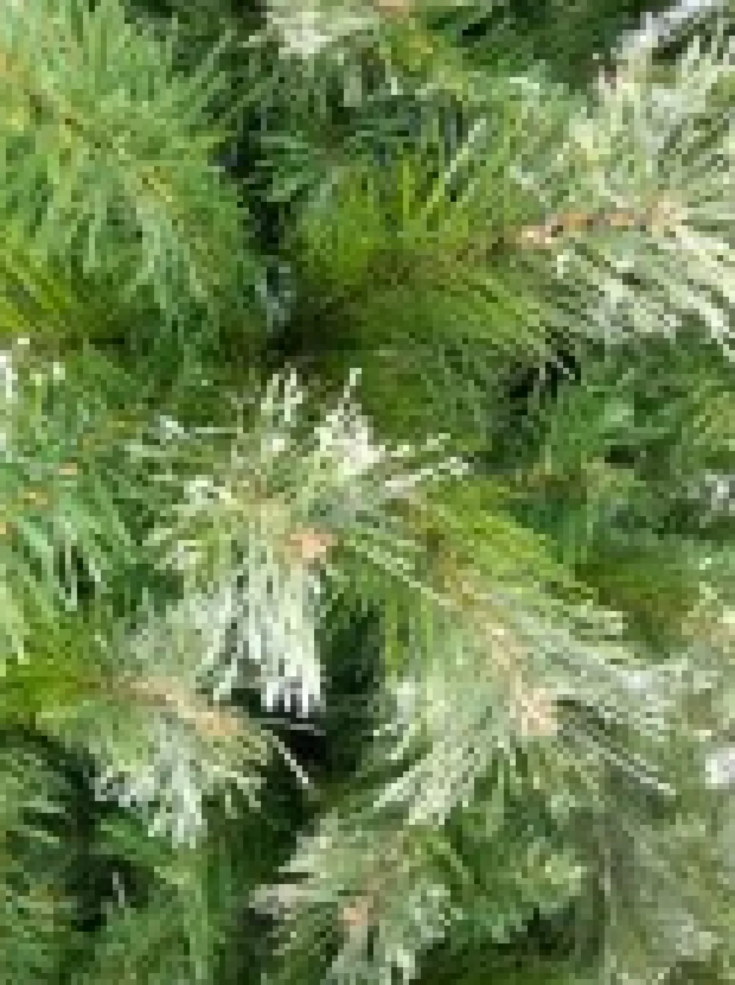 Christmas Warehouse Rocky Mountain Fir Traditional Christmas Tree With 1694 Tips - 2.3M> Traditional Christmas Trees