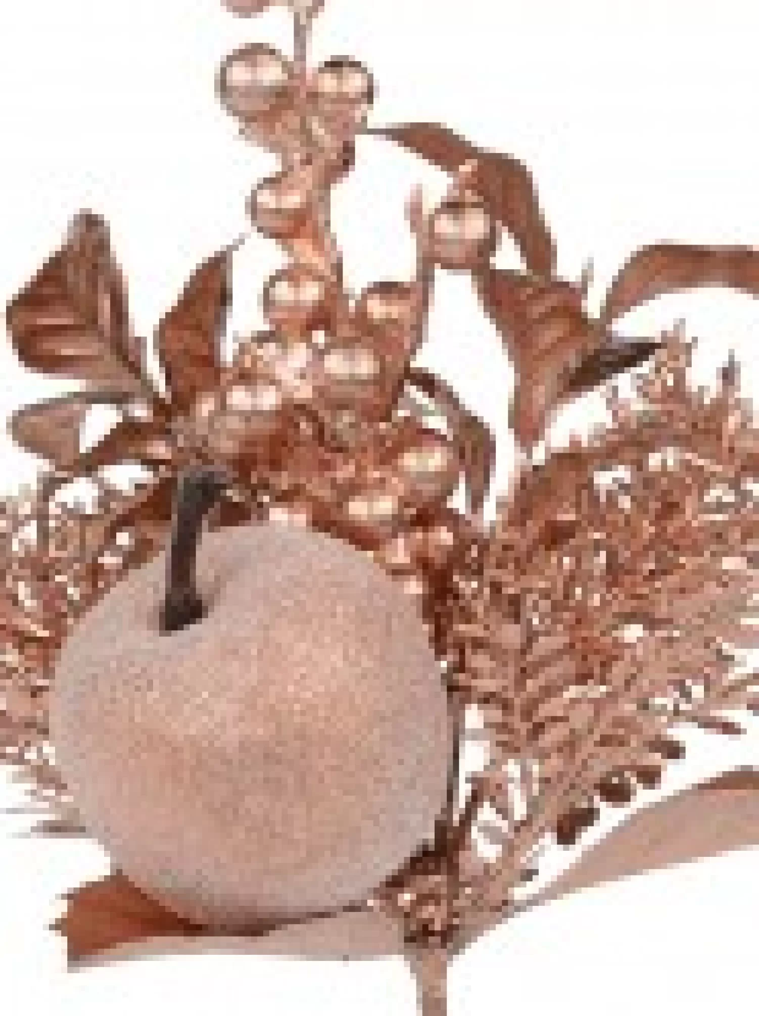 Christmas Warehouse Rose Gold Apple, Berry & Assorted Decorations Christmas Foliage Pick - 12Cm> Christmas Picks