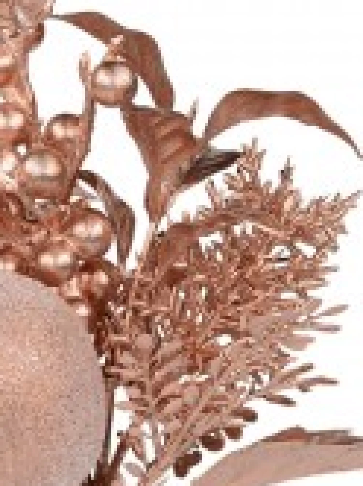 Christmas Warehouse Rose Gold Apple, Berry & Assorted Decorations Christmas Foliage Pick - 12Cm> Christmas Picks
