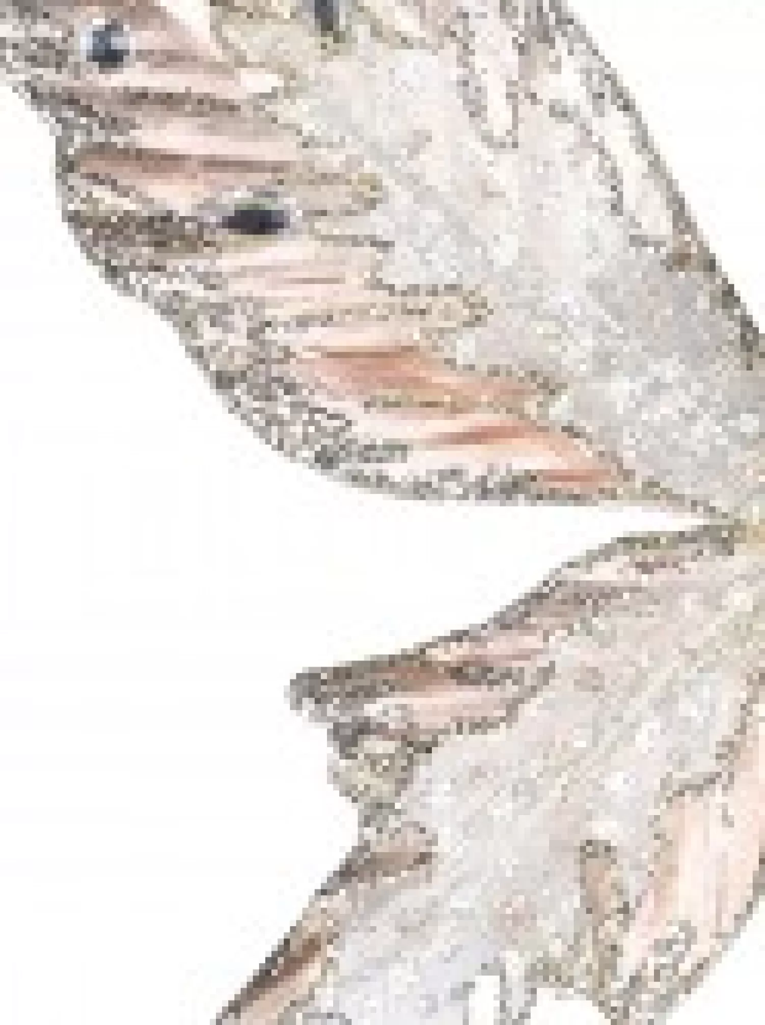 Christmas Warehouse Rose Gold Butterfly With Sheer Wings Decorative Christmas Critter Pick - 24Cm> Christmas Picks