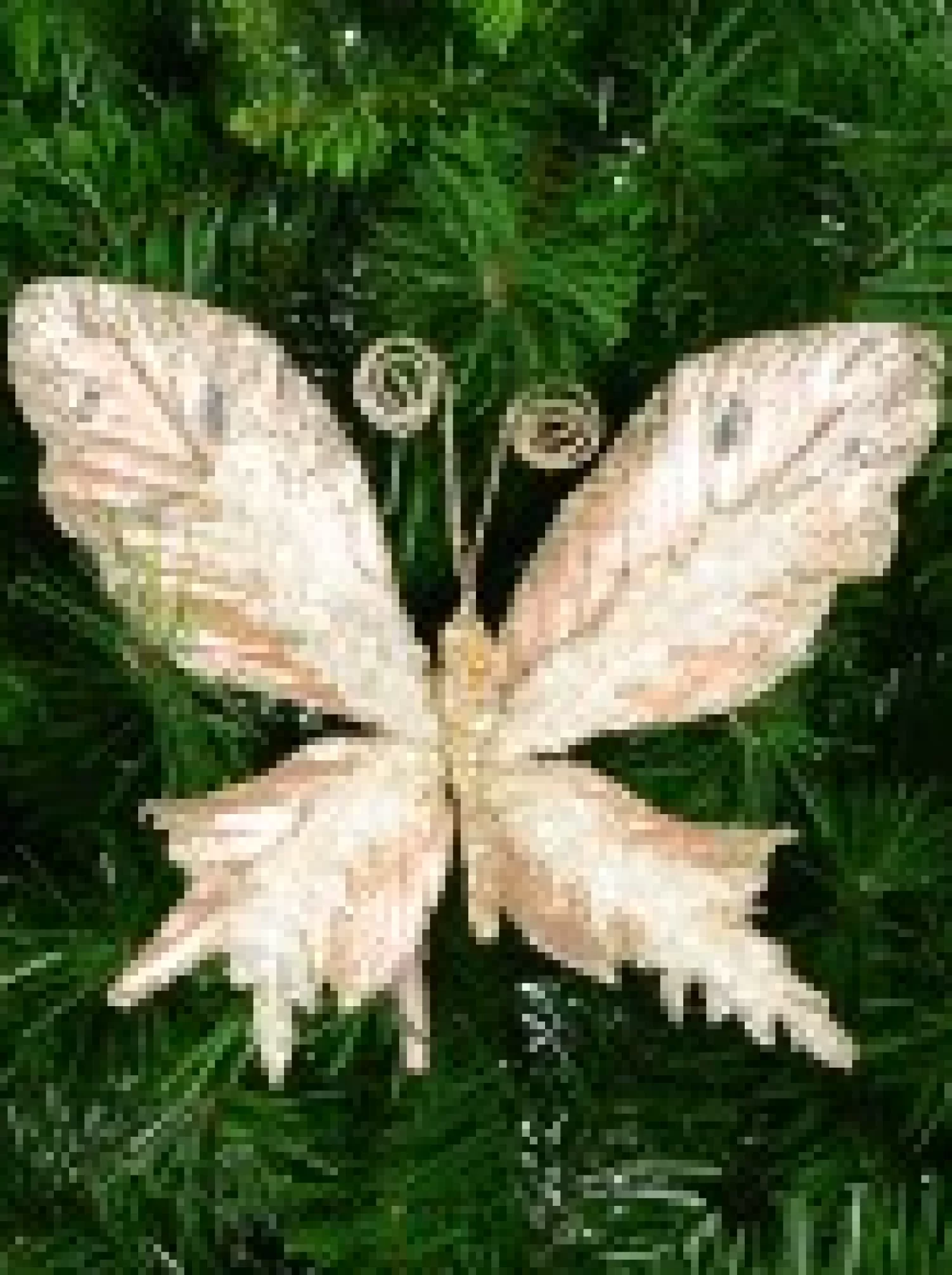 Christmas Warehouse Rose Gold Butterfly With Sheer Wings Decorative Christmas Critter Pick - 24Cm> Christmas Picks