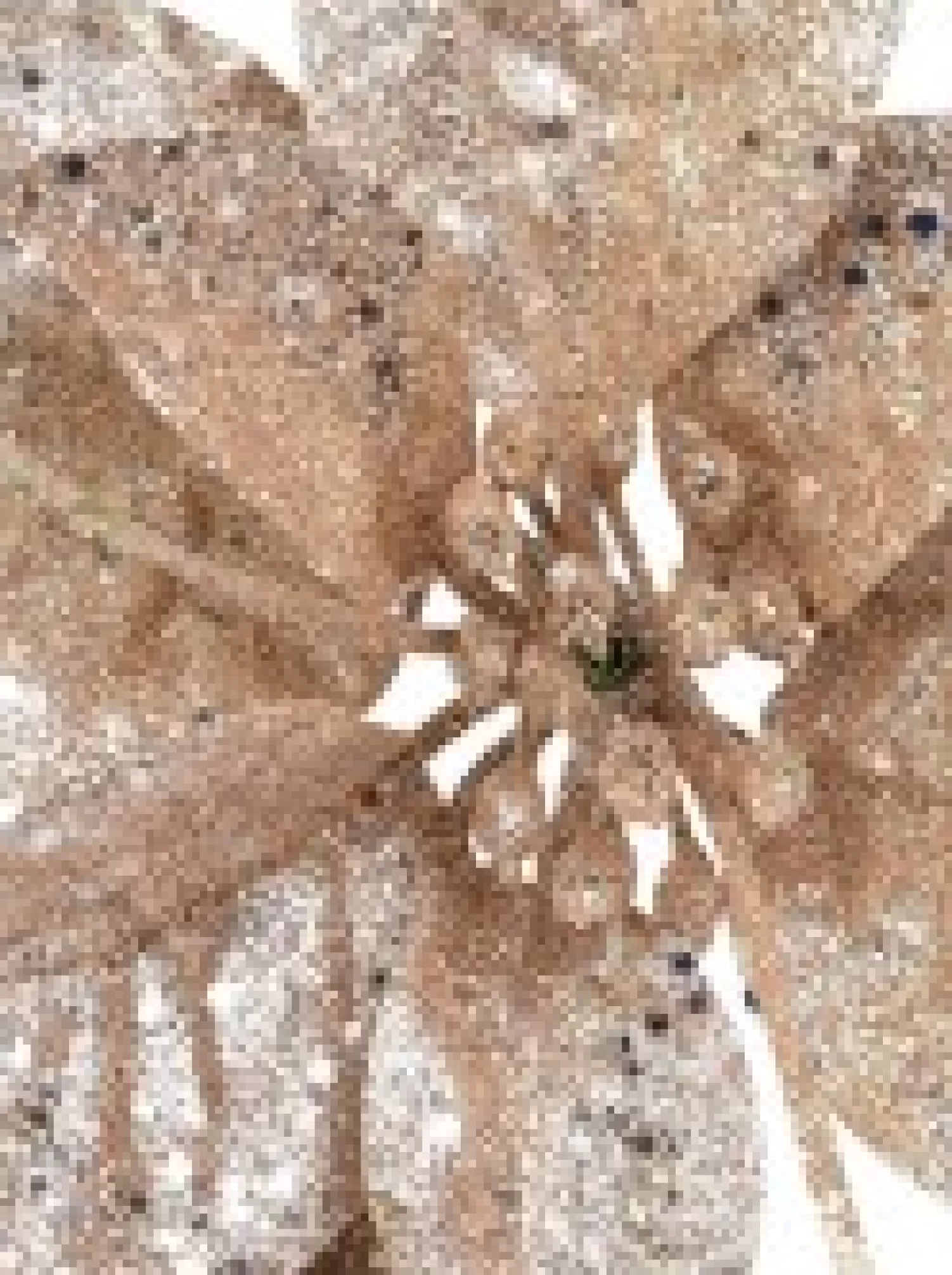 Christmas Warehouse Rose Gold Glittered Poinsettia Decorative Christmas Flower Pick - 17Cm> Christmas Picks
