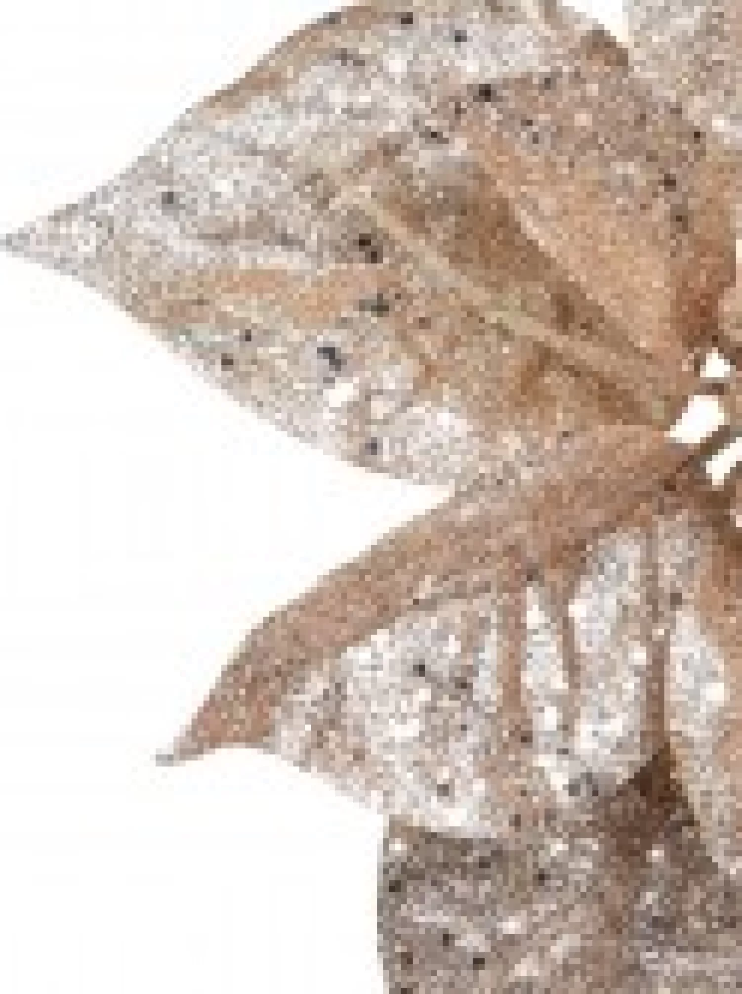 Christmas Warehouse Rose Gold Glittered Poinsettia Decorative Christmas Flower Pick - 17Cm> Christmas Picks
