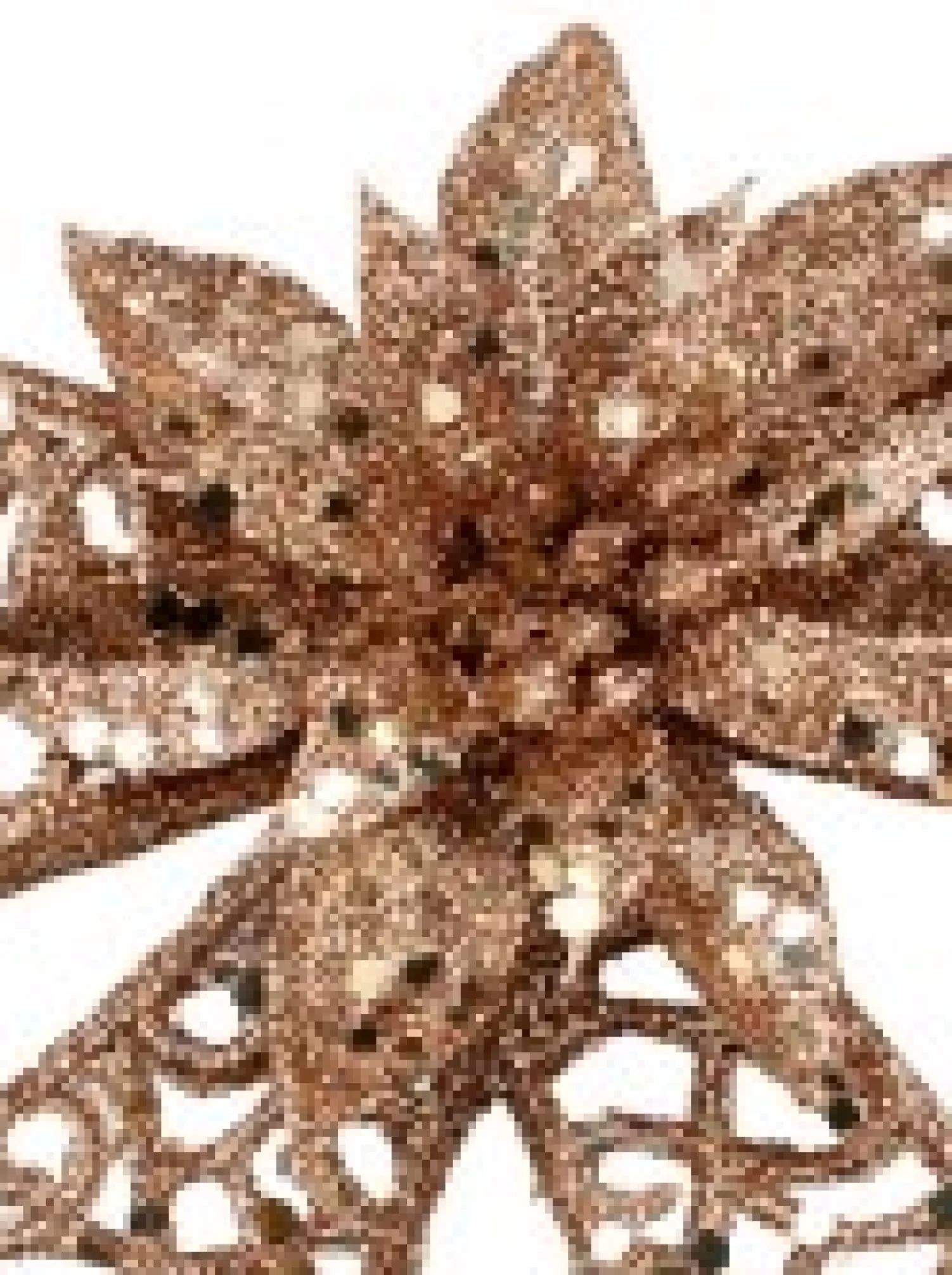 Christmas Warehouse Rose Gold Mesh Look Ribbon Bow & Poinsettia Christmas Decoration - 15Cm> Christmas Bows