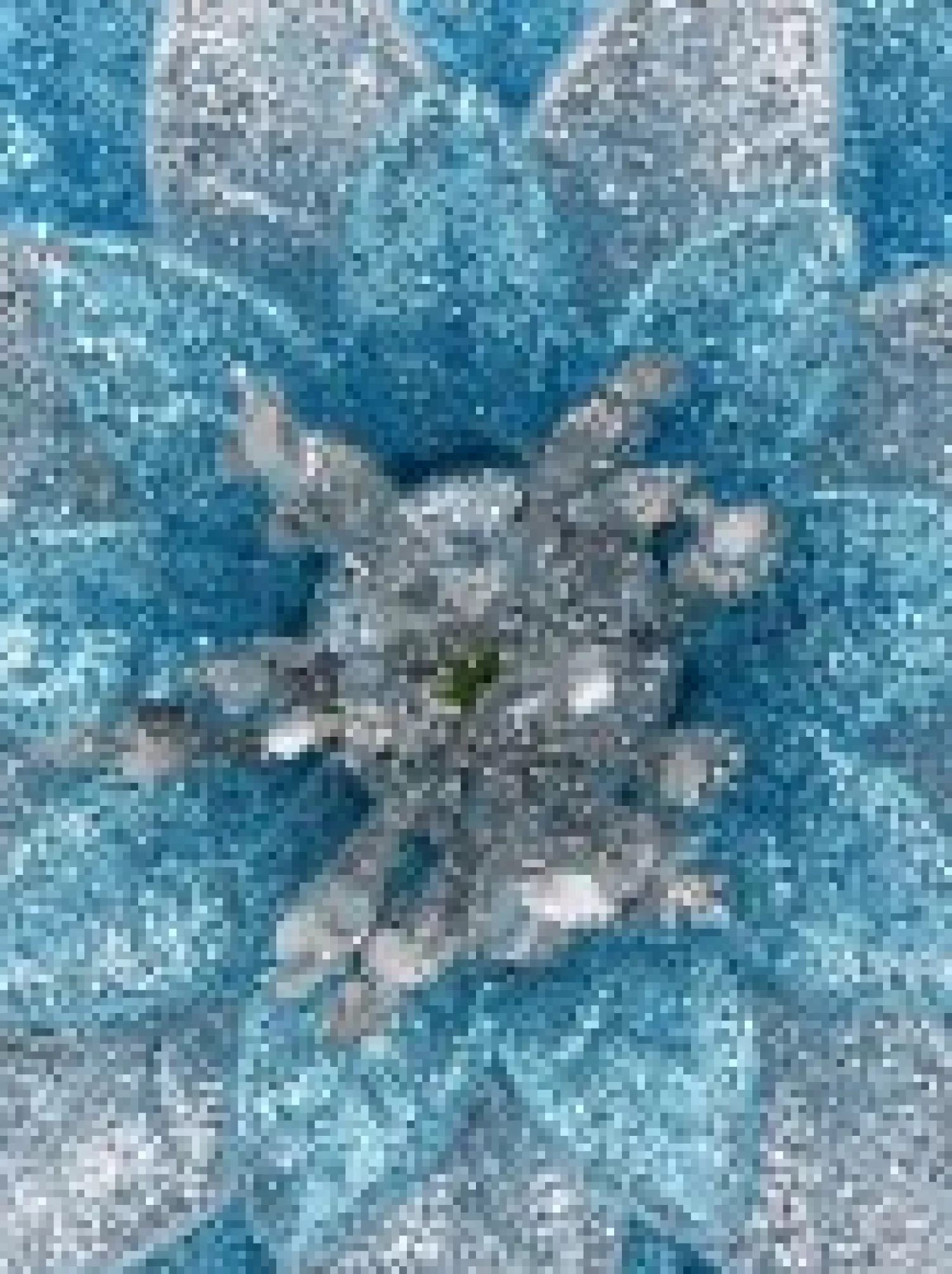 Christmas Warehouse Silver & Blue Glittered Lotus Flower Christmas Tree Hanging Decoration - 11Cm> Hanging Decorations - Individual