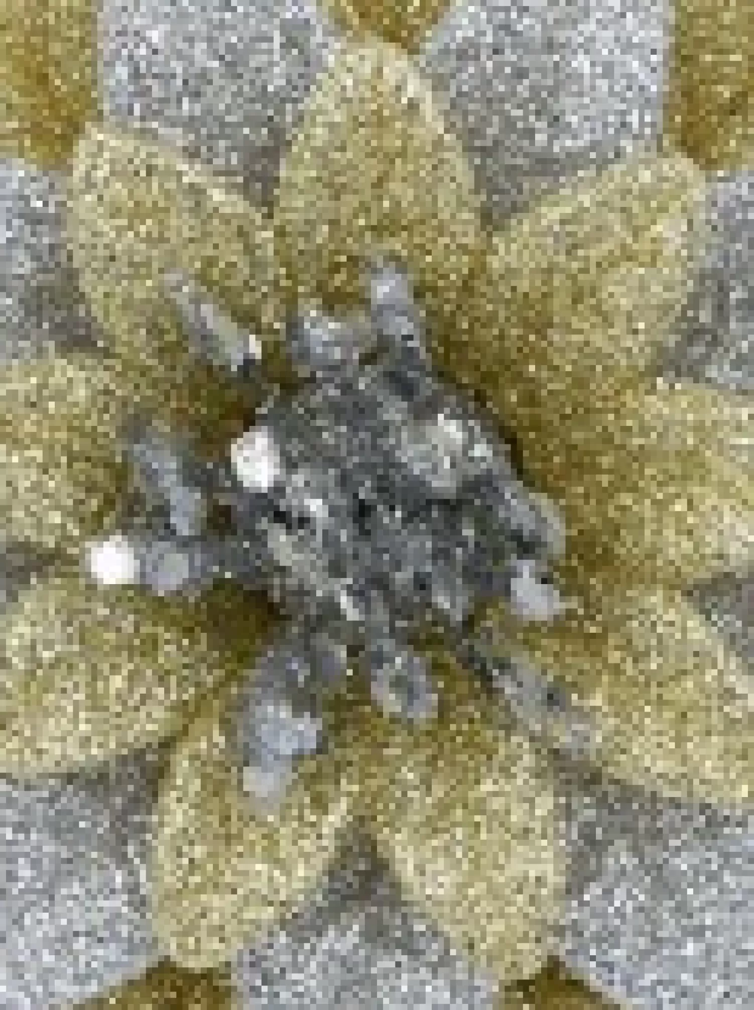 Christmas Warehouse Silver & Gold Glittered Lotus Flower Christmas Tree Hanging Decoration - 11Cm> Hanging Decorations - Individual