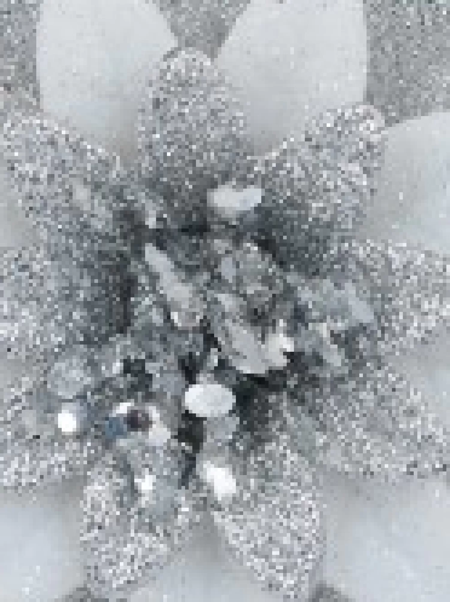 Christmas Warehouse Silver & White Glittered Lotus Flower Christmas Tree Hanging Decoration - 11Cm> Hanging Decorations - Individual