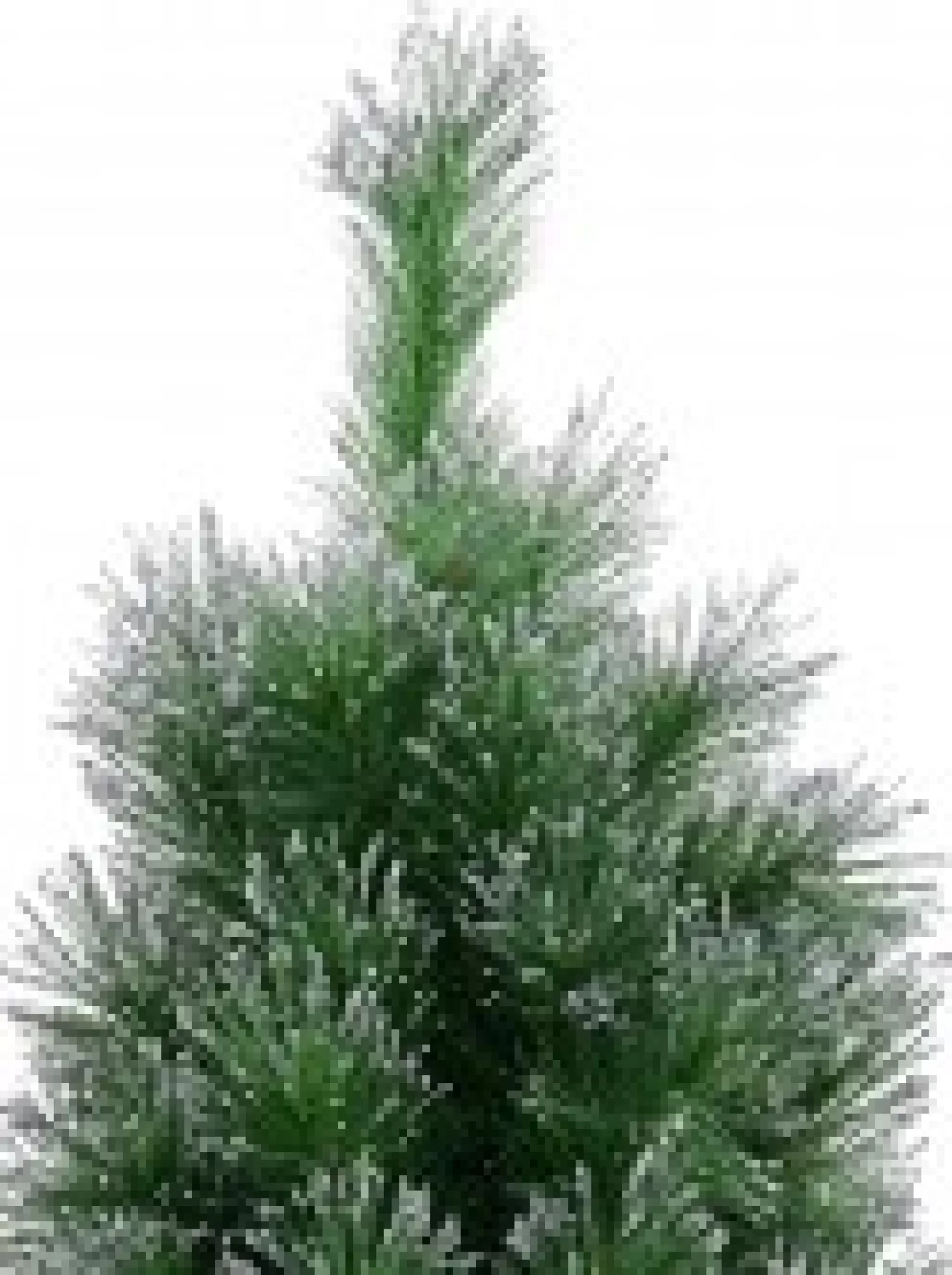 Christmas Warehouse Silver Glittered Needle Tip Pine Tabletop Christmas Tree With 96 Tips - 90Cm> Table Top Christmas Trees