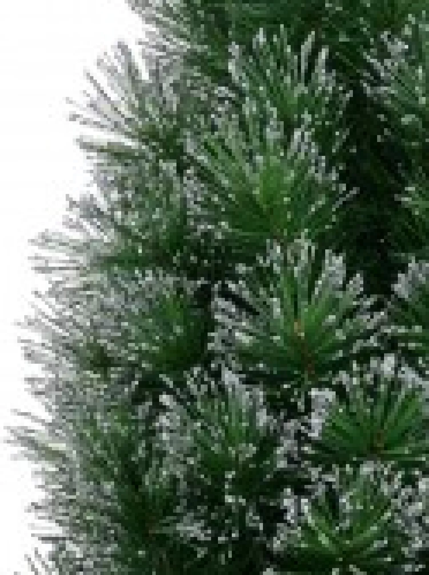 Christmas Warehouse Silver Glittered Needle Tip Pine Tabletop Christmas Tree With 96 Tips - 90Cm> Table Top Christmas Trees