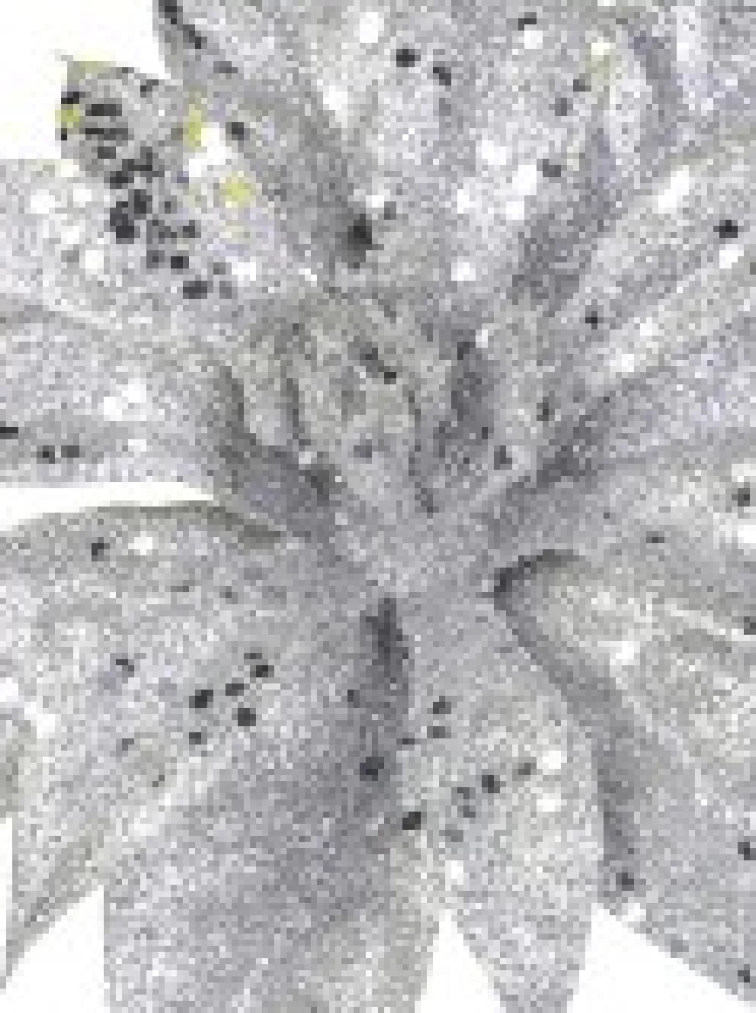 Christmas Warehouse Silver Glittered Poinsettia Decorative Christmas Flower Pick - 19Cm> Christmas Picks