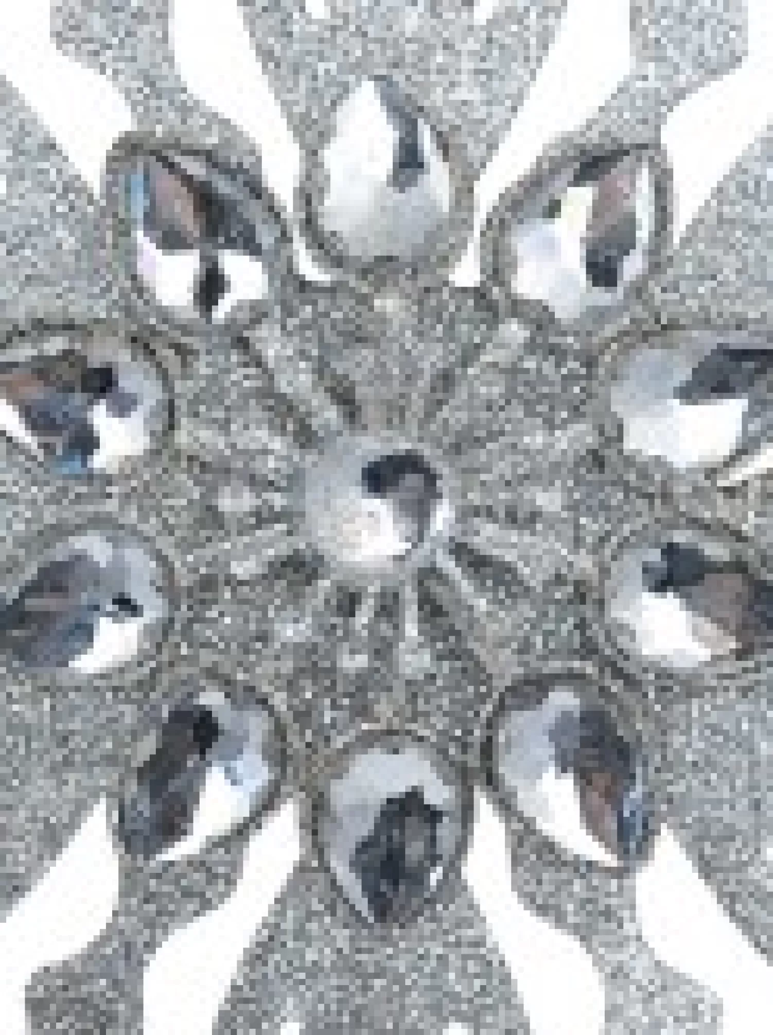 Christmas Warehouse Silver Snowflake With Acrylic Jewels Christmas Tree Hanging Decoration - 13Cm> Hanging Decorations - Individual