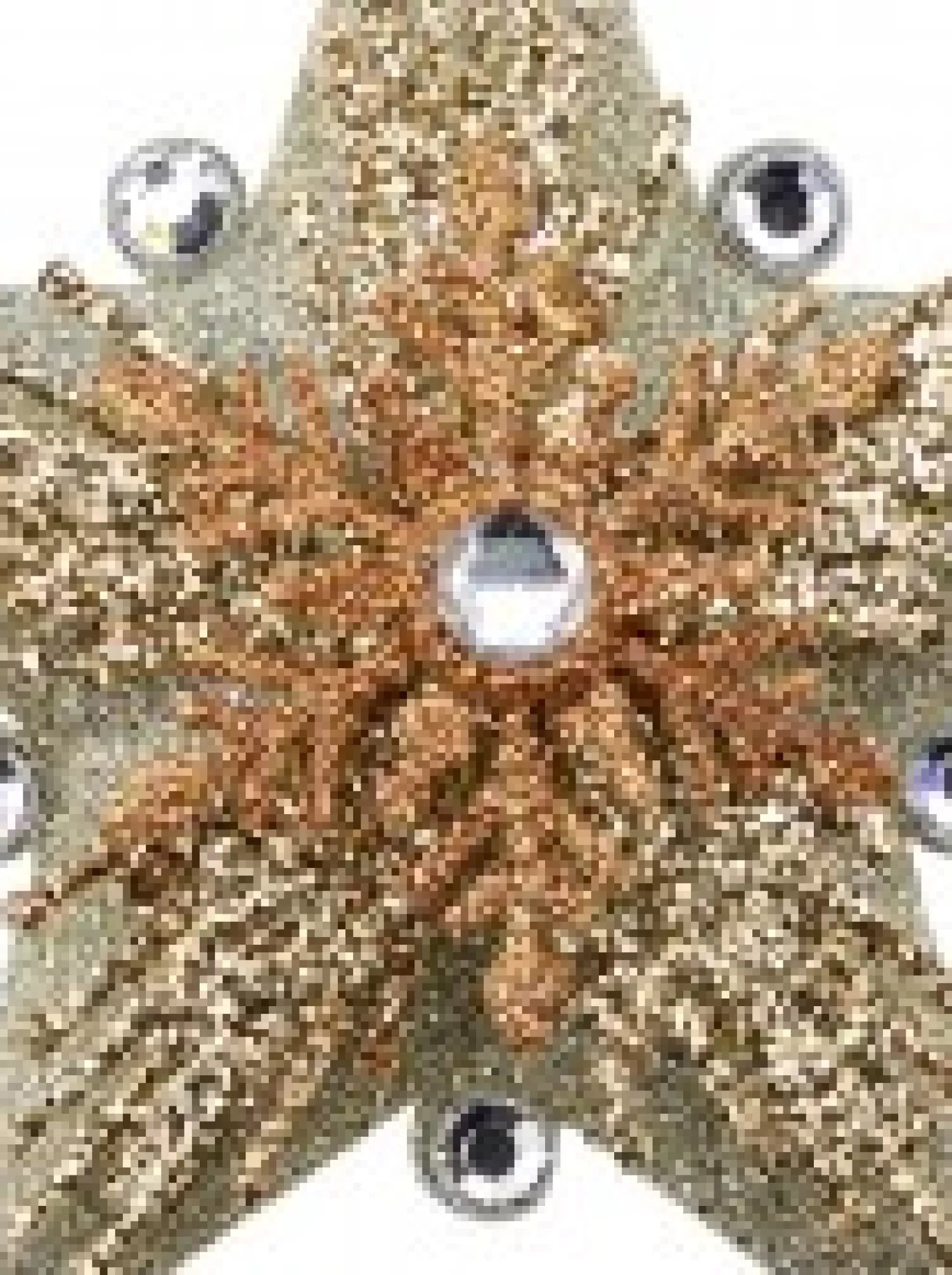 Christmas Warehouse Silver Star With Snowflakes Christmas Tree Hanging Decoration - 13Cm> Hanging Decorations - Individual