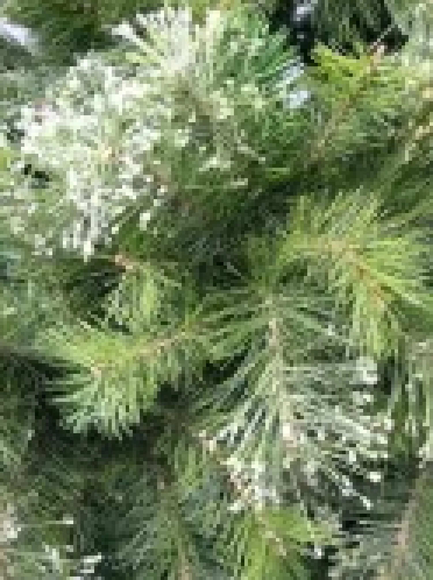 Christmas Warehouse Stratford Mixed Pine Traditional Christmas Tree With 1129 Tips - 1.8M> Traditional Christmas Trees