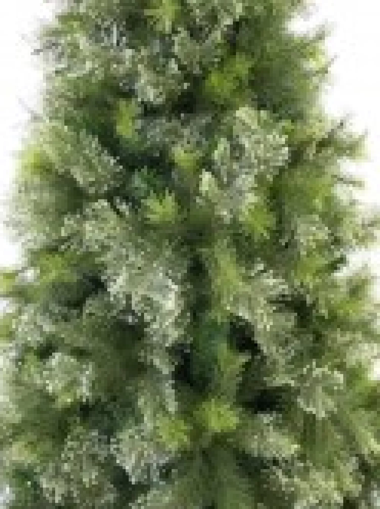 Christmas Warehouse Stratford Mixed Pine Traditional Christmas Tree With 2025 Tips - 2.3M> Traditional Christmas Trees