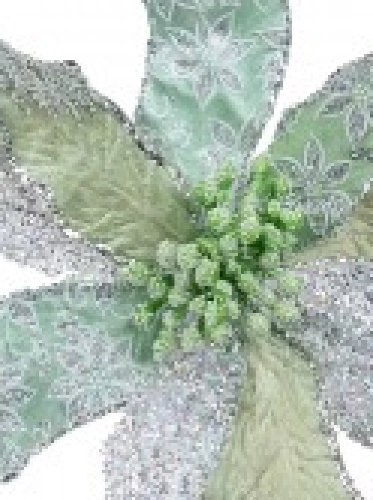 Christmas Warehouse Three Petal Style Mint & Silver Cactus Decorative Christmas Flower Pick - 22Cm> Christmas Picks