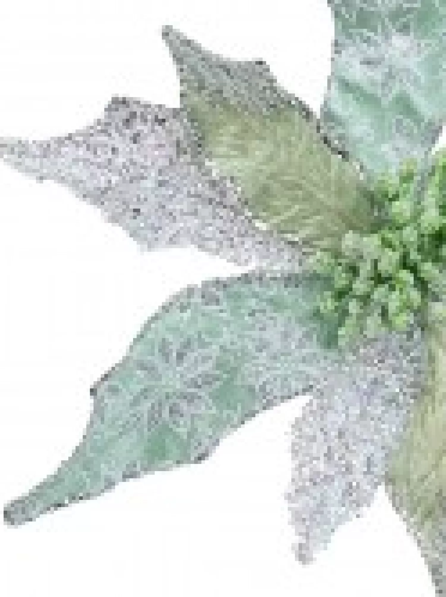 Christmas Warehouse Three Petal Style Mint & Silver Cactus Decorative Christmas Flower Pick - 22Cm> Christmas Picks