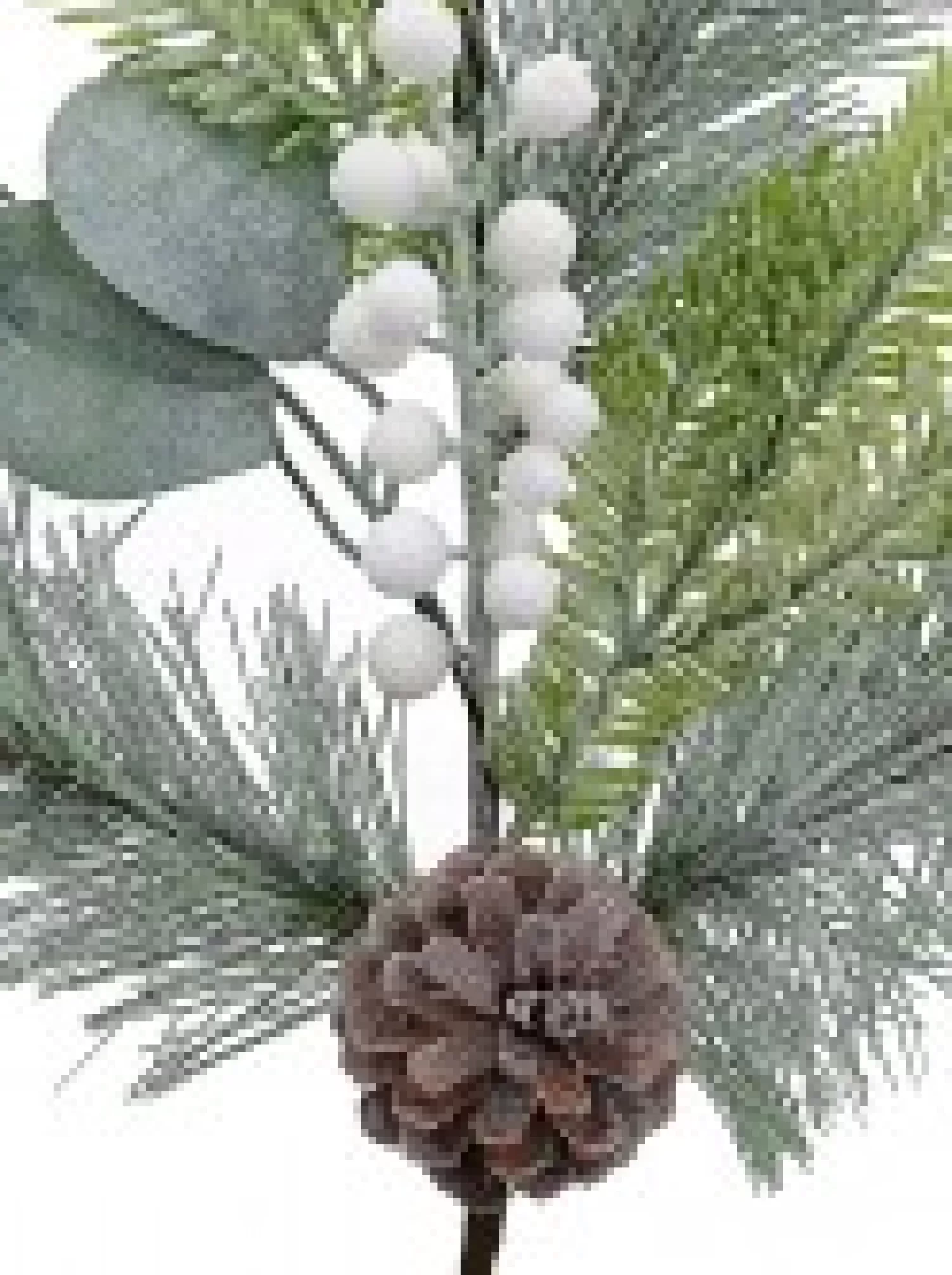 Christmas Warehouse Three Style Leaf With White Berries Decorative Christmas Pine Stem - 70Cm> Christmas Stems