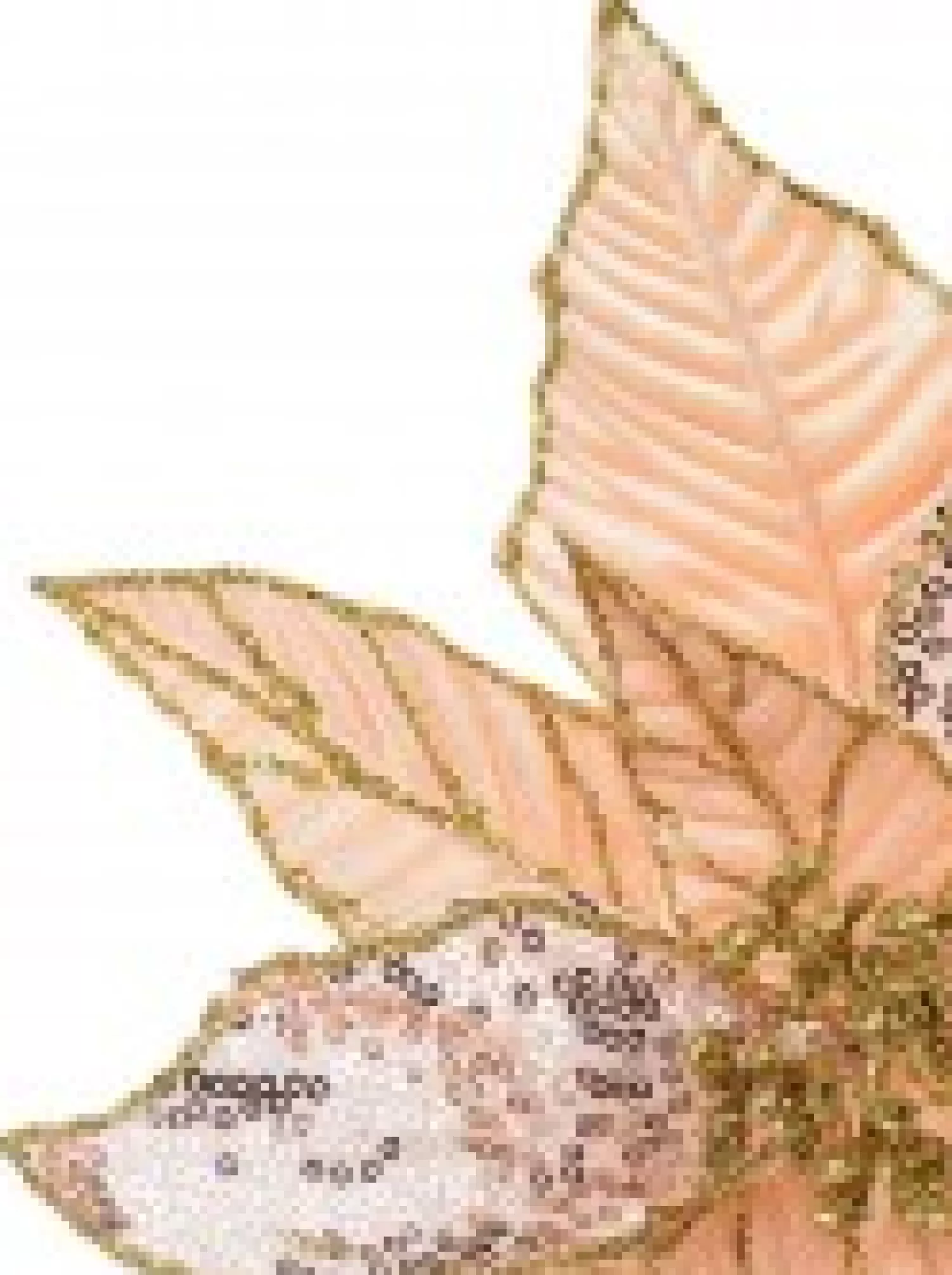 Christmas Warehouse Three Style Peach Pink Poinsettia Decorative Christmas Floral Pick - 28Cm> Christmas Picks