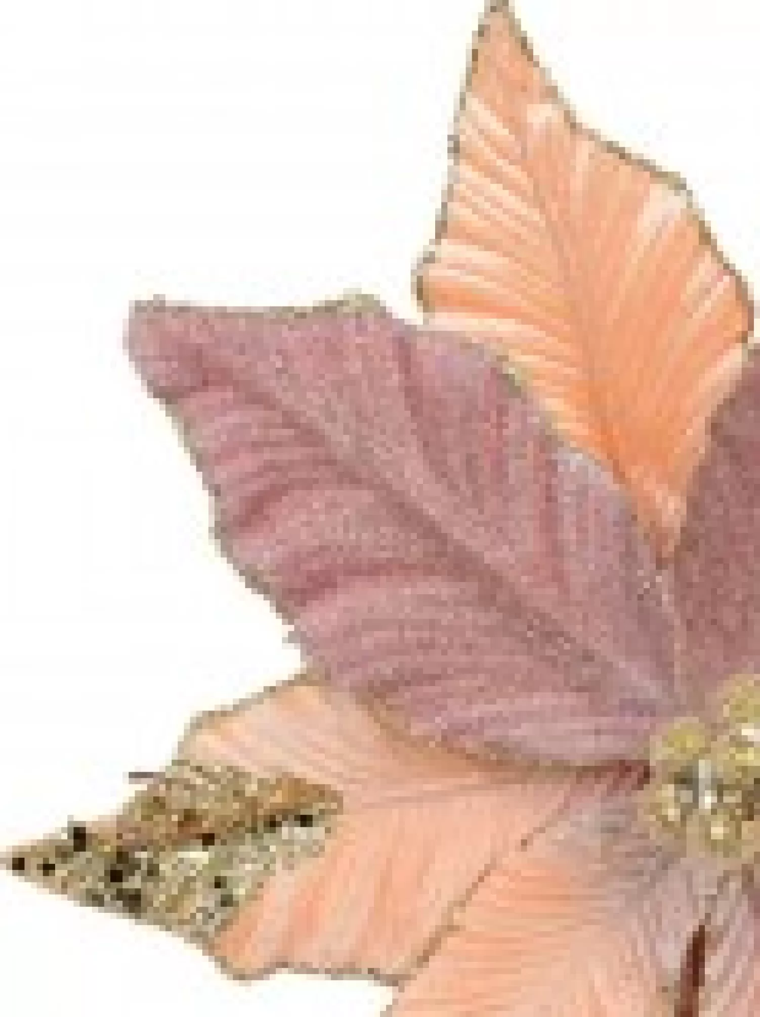 Christmas Warehouse Three Style Pink & Rose Gold Poinsettia Decorative Christmas Flower Pick - 28Cm> Christmas Picks