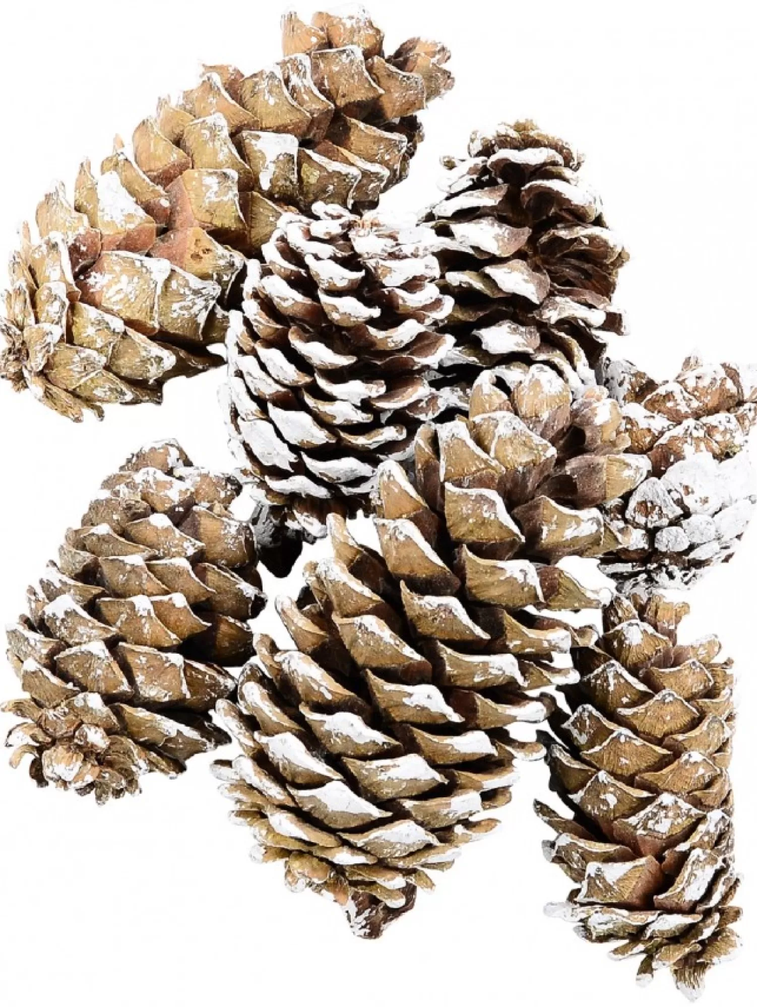 Christmas Warehouse White Frosted Tip Christmas Natural Pine Cone Decorations - 300G> Natural Christmas Decorations