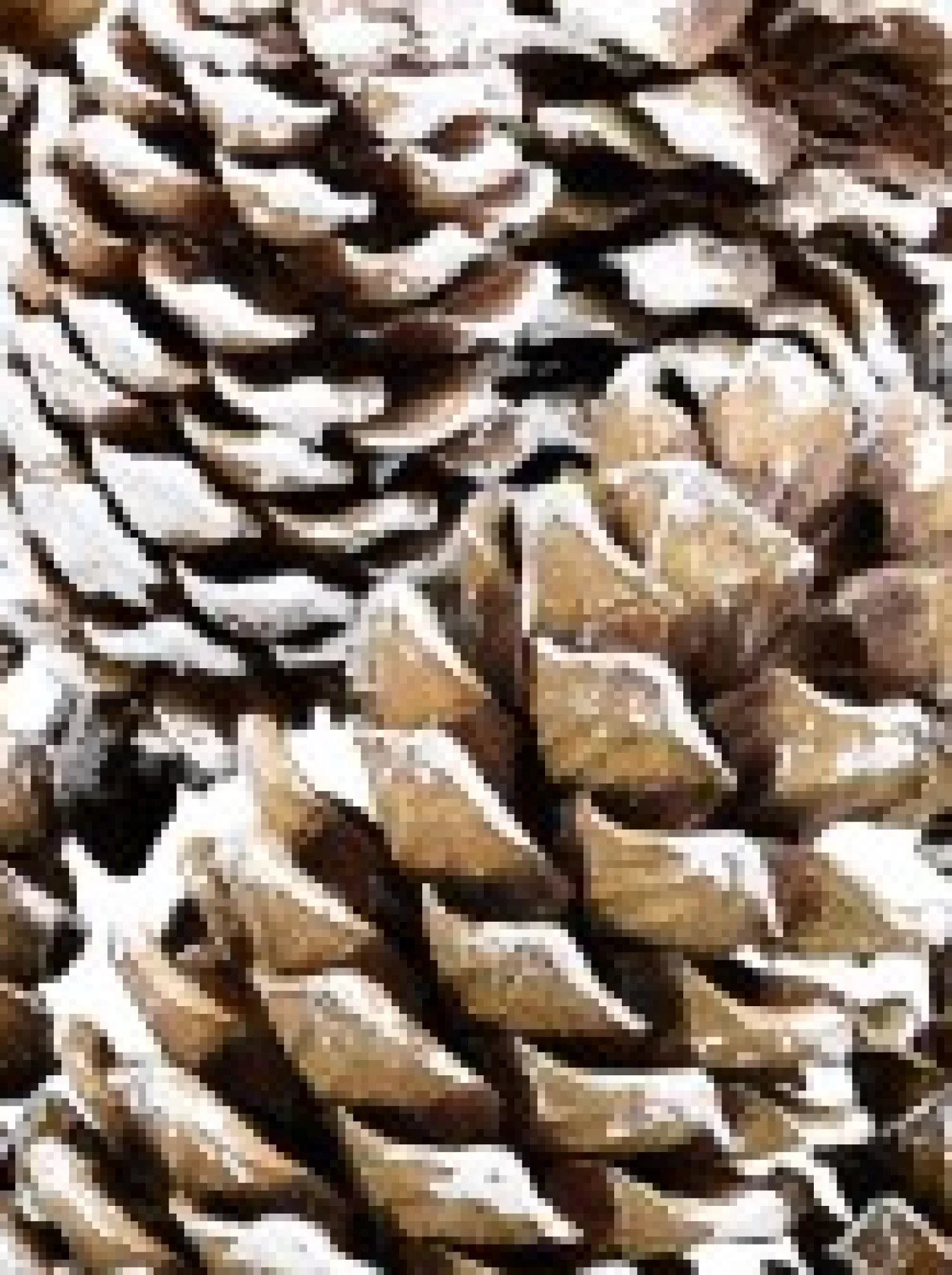 Christmas Warehouse White Frosted Tip Christmas Natural Pine Cone Decorations - 300G> Natural Christmas Decorations