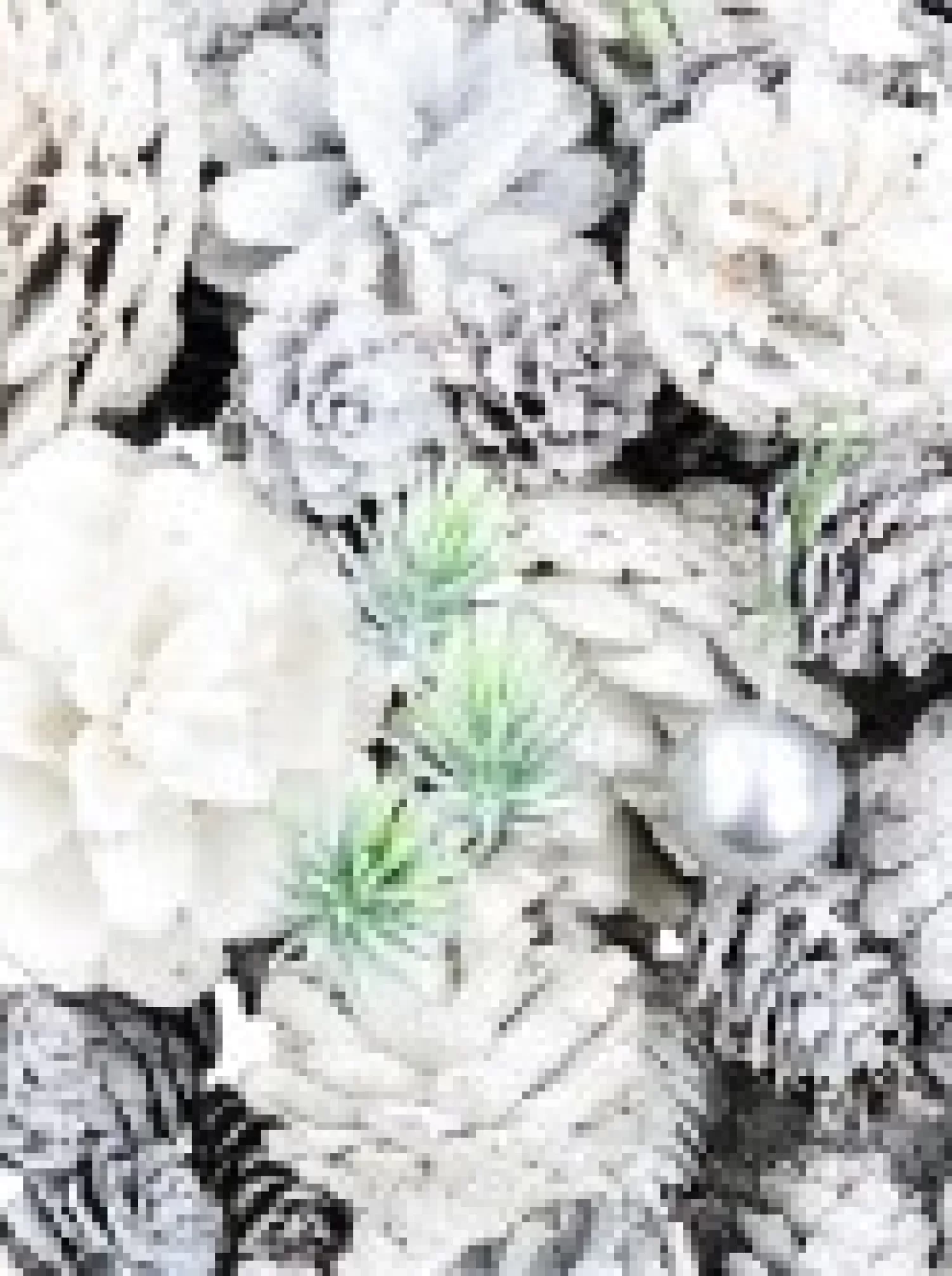Christmas Warehouse White Glittered Assorted Natural Pine Cones & Foliage Decoration Mix - 300G> Natural Christmas Decorations