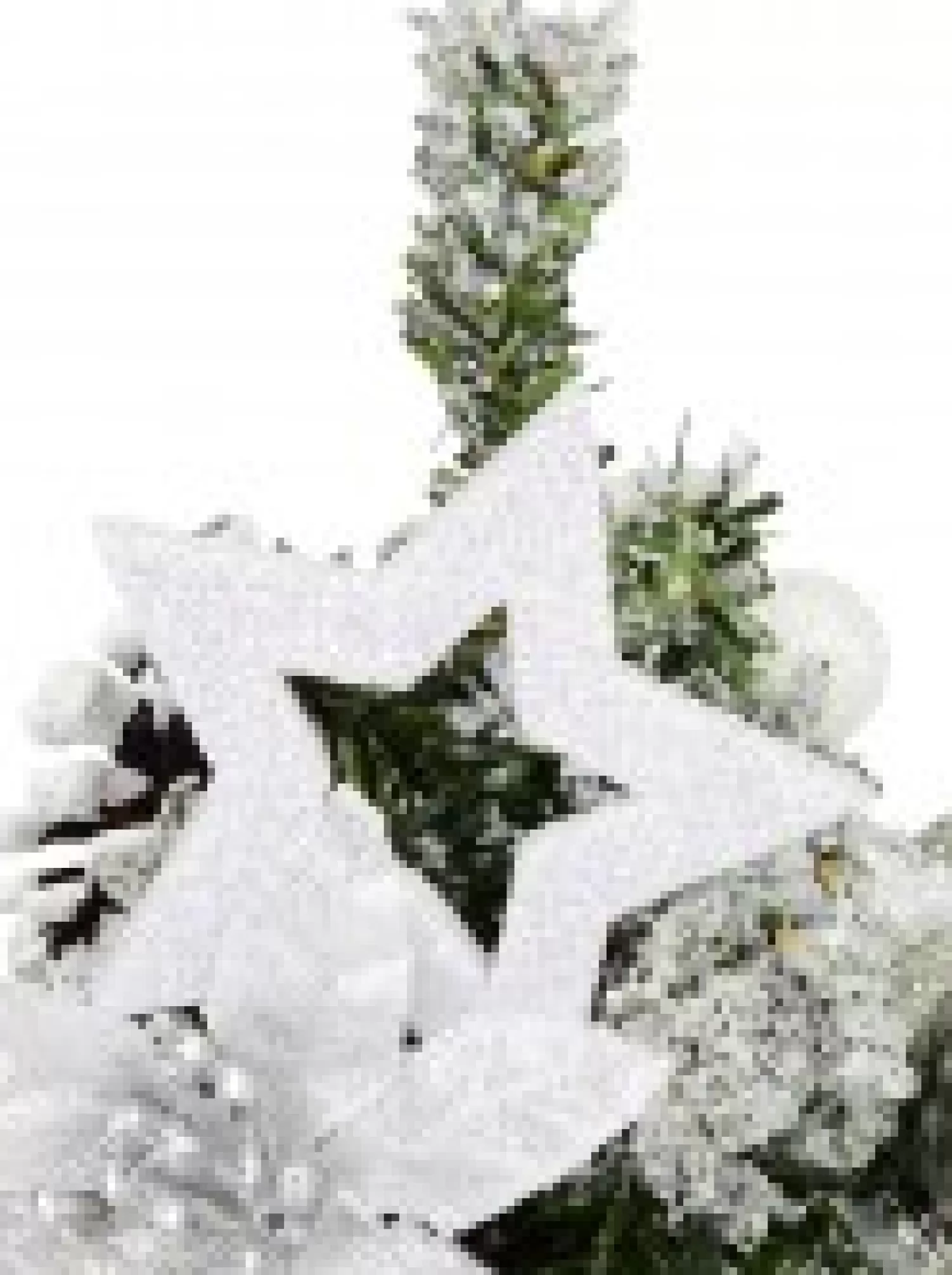 Christmas Warehouse White Poinsettia & Silver Decorations Tabletop Christmas Tree Ornament - 18Cm> Table Top Christmas Trees