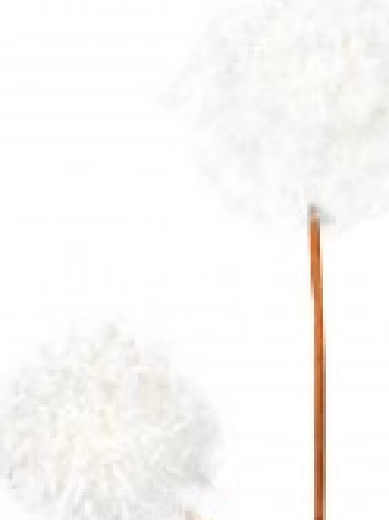 Christmas Warehouse White Pom Pom Snowballs Decorative Christmas Spray Pick - 15Cm> Christmas Picks