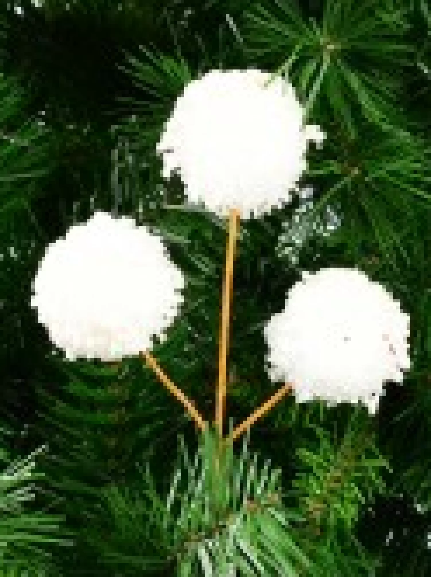 Christmas Warehouse White Pom Pom Snowballs Decorative Christmas Spray Pick - 15Cm> Christmas Picks