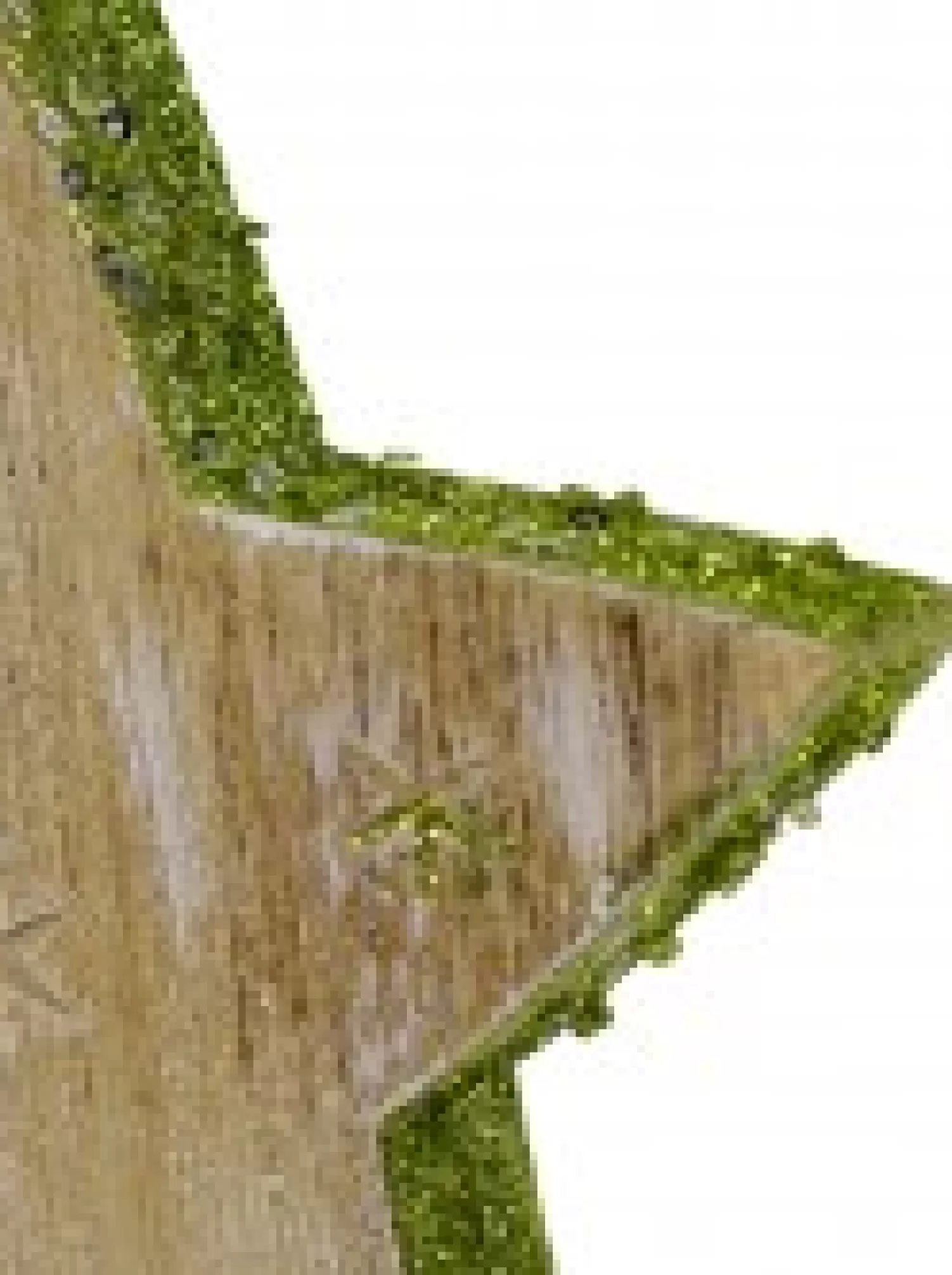 Christmas Warehouse Wood Star With Green Glitter Trim Christmas Tree Hanging Decoration - 12Cm> Hanging Decorations - Individual